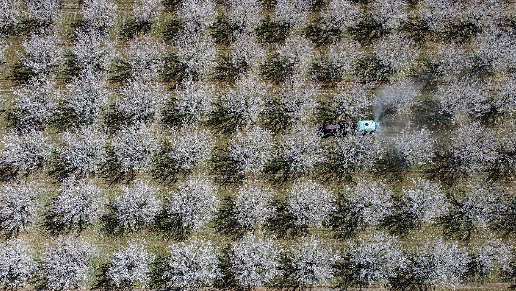 Malatya kayısı ağaçları çiçek açtı!