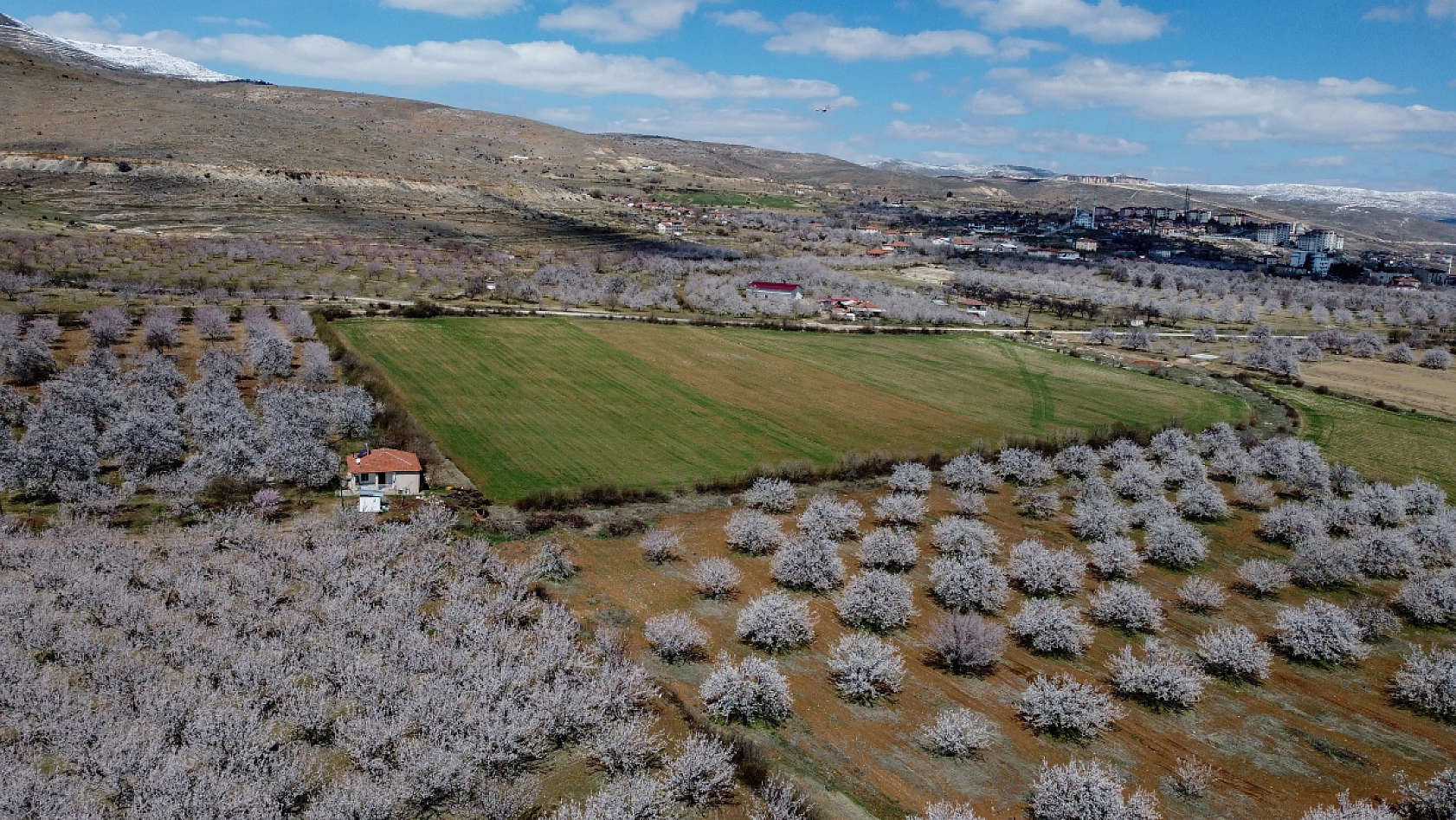Malatya kayısı ağaçları çiçek açtı!