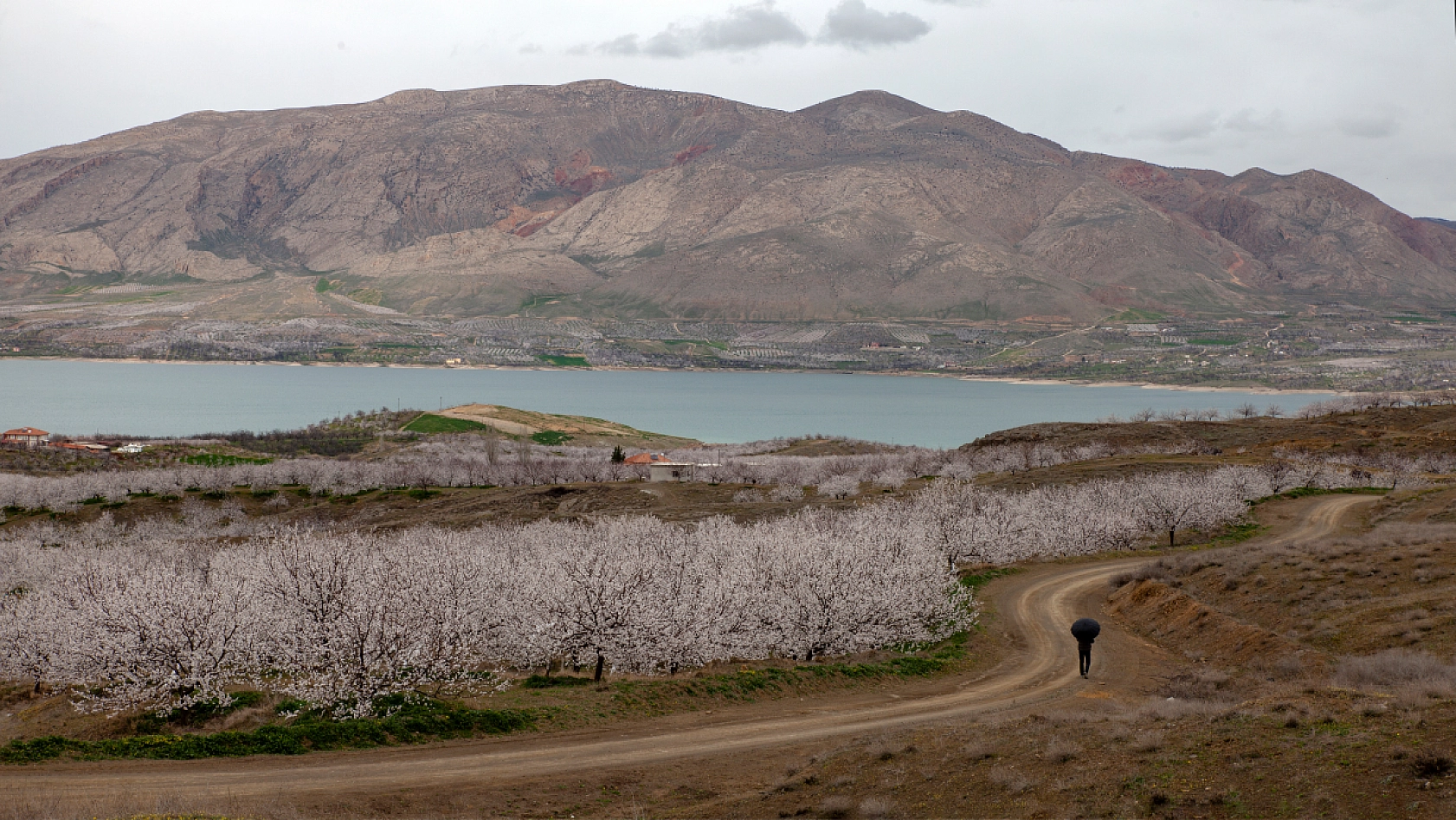 Malatya kayısı ağaçları çiçek açtı!