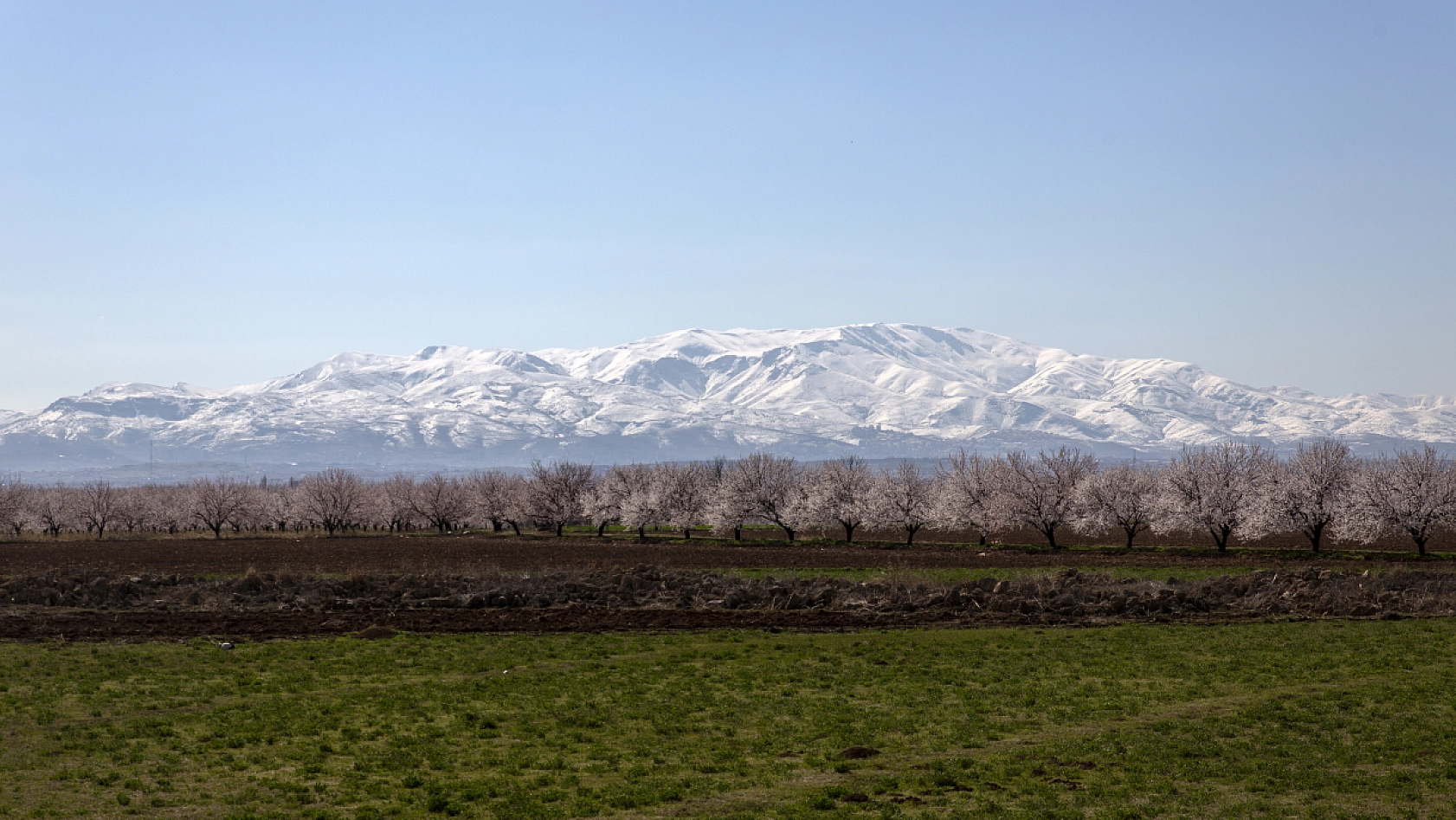 Malatya kayısı ağaçları çiçek açtı!
