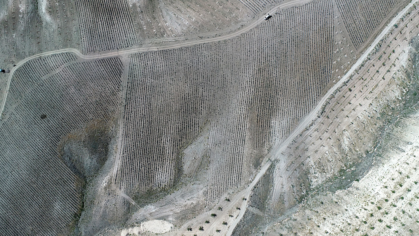 Malatya'da kayısıya alternatif lavanta| Kıraç araziyi lavanta bahçesine dönüştürdü!