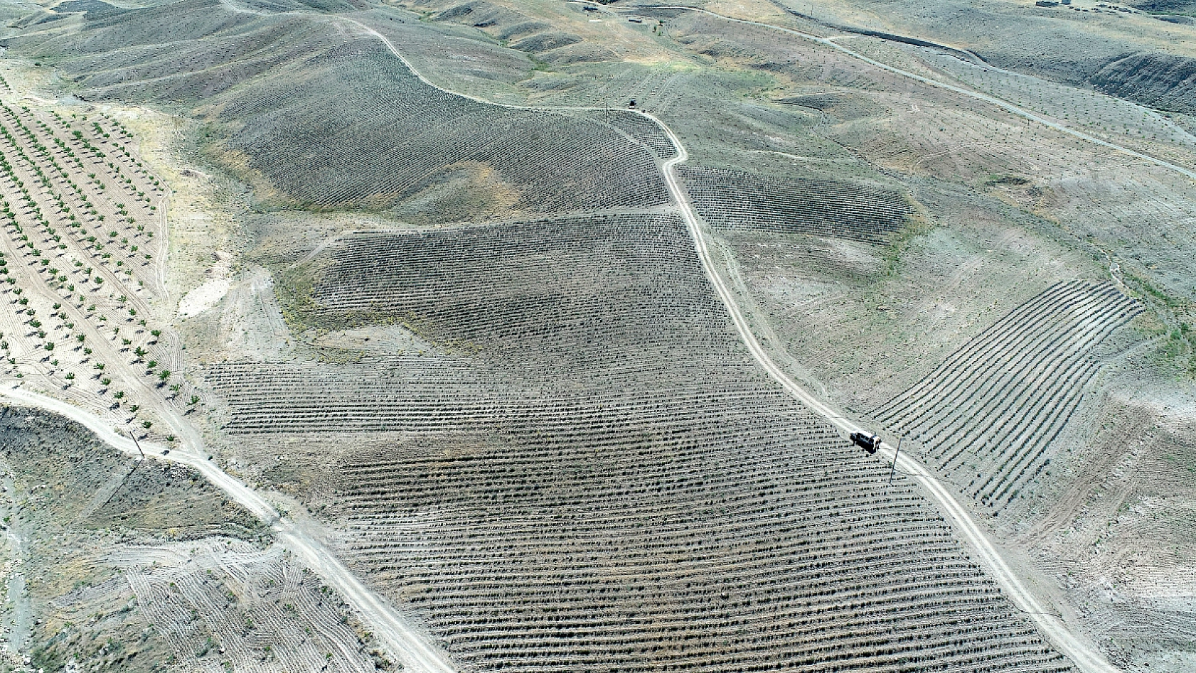 Malatya'da kayısıya alternatif lavanta| Kıraç araziyi lavanta bahçesine dönüştürdü!