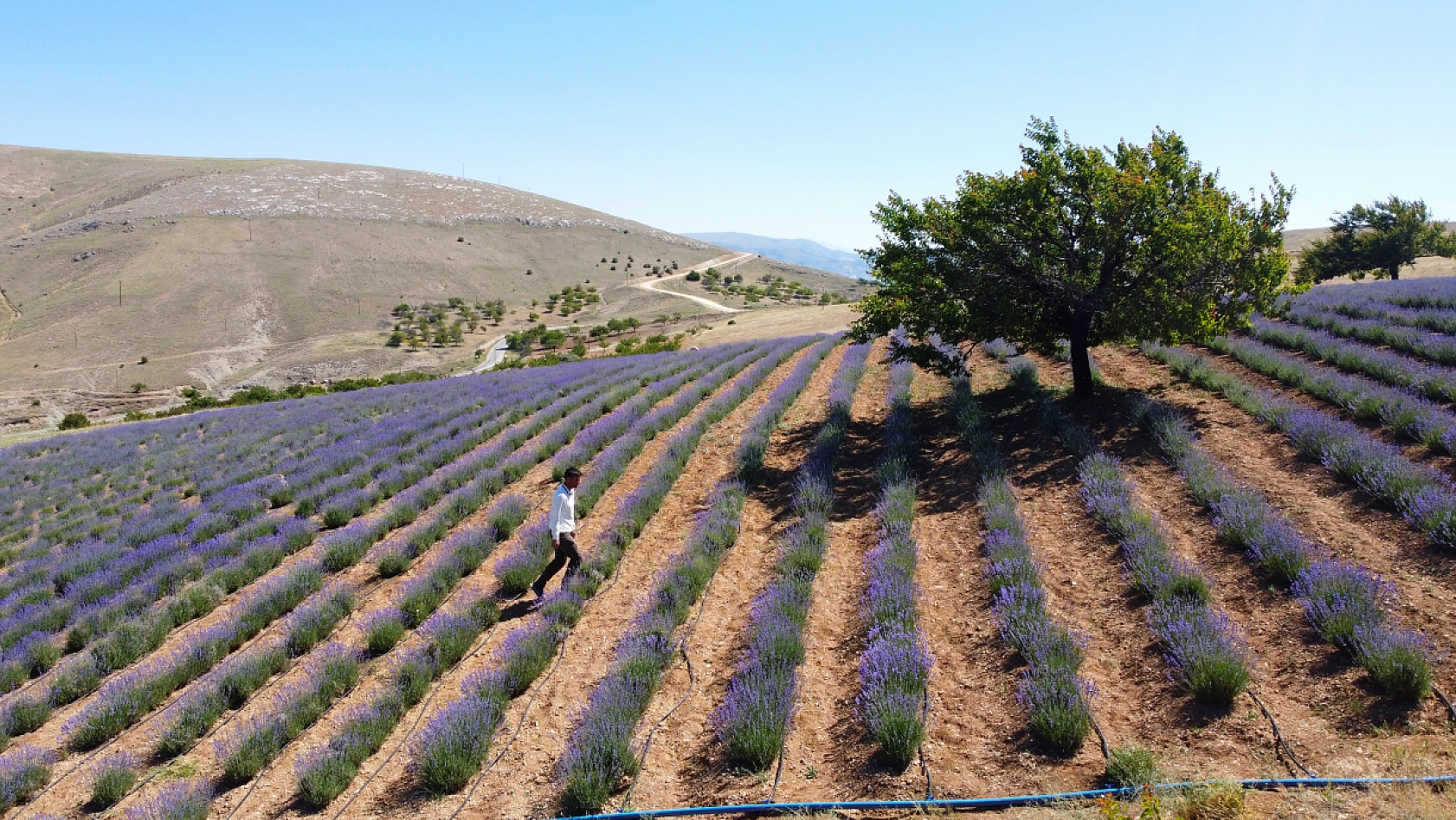 Malatya'da kayısıya anternatif olarak üretilmeye başlandı: 2 bin rakımda, 5 dönümlük arazide üretiliyor...