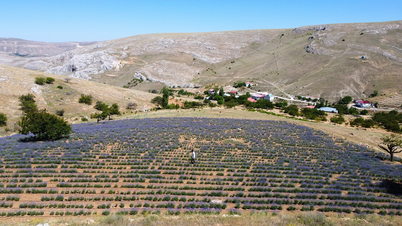 Malatya'da kayısıya anternatif olarak üretilmeye başlandı: 2 bin rakımda, 5 dönümlük arazide üretiliyor...