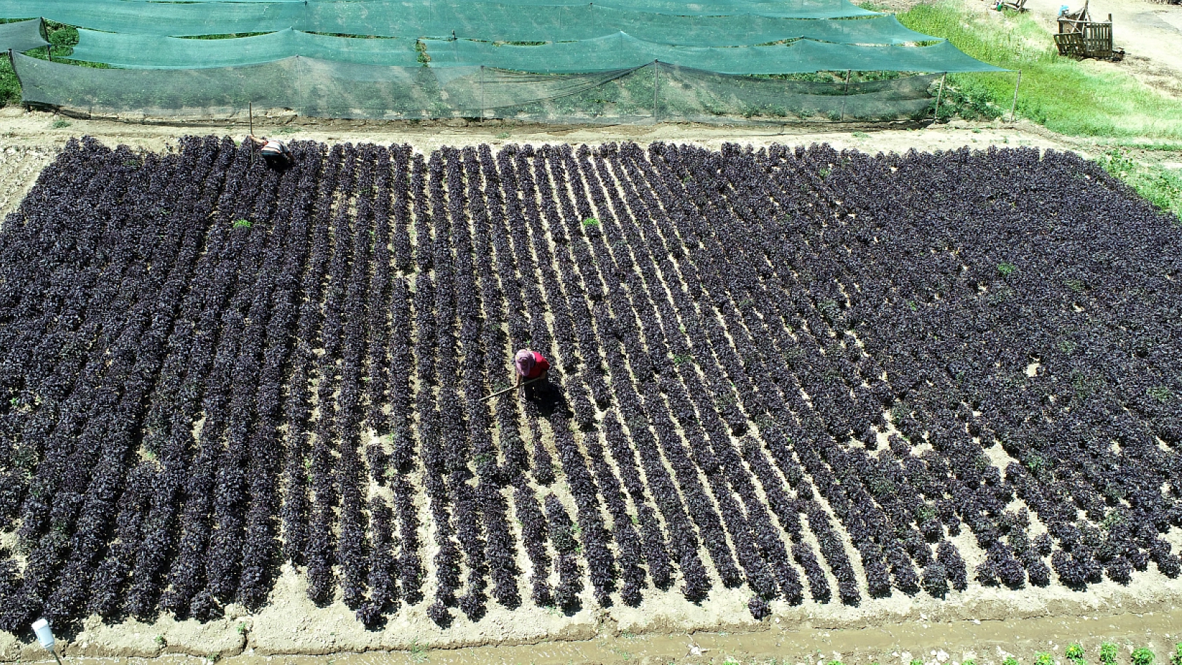 Malatya'da 2015 yılında üretilmeye başlandı… Coğrafi işaret tescilli bulunuyor… Kilosu Bin 500 TL'den satılıyor