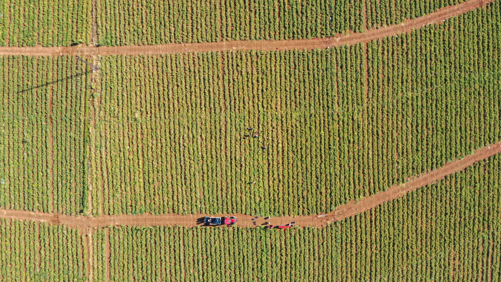 Şanlıurfa'dan Elazığ'a geldiler... Tarla kiraladılar.. Üretim yaparak Elazığ'dan Malatya'ya gönderiyorlar...