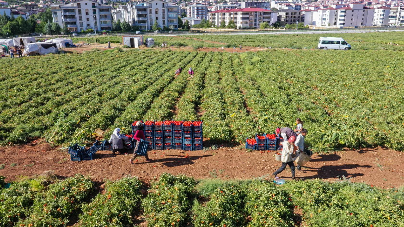 Şanlıurfa'dan Elazığ'a geldiler... Tarla kiraladılar.. Üretim yaparak Elazığ'dan Malatya'ya gönderiyorlar...