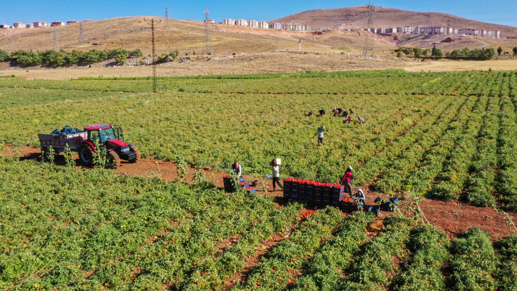 Şanlıurfa'dan Elazığ'a geldiler... Tarla kiraladılar.. Üretim yaparak Elazığ'dan Malatya'ya gönderiyorlar...