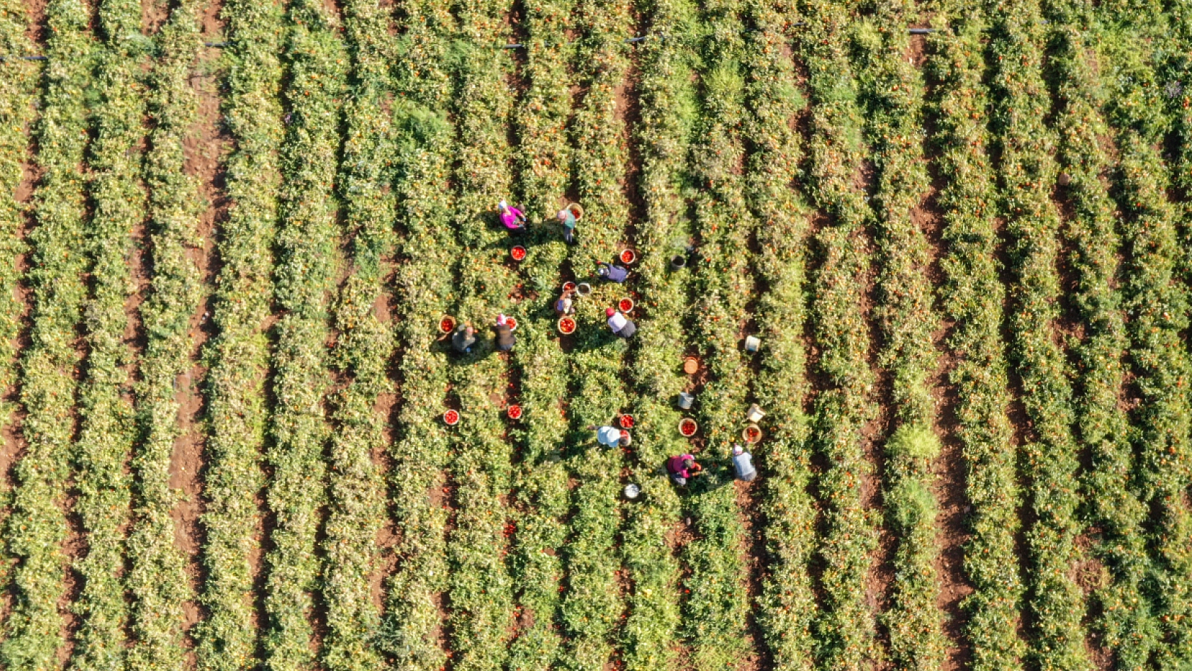 Şanlıurfa'dan Elazığ'a geldiler... Tarla kiraladılar.. Üretim yaparak Elazığ'dan Malatya'ya gönderiyorlar...