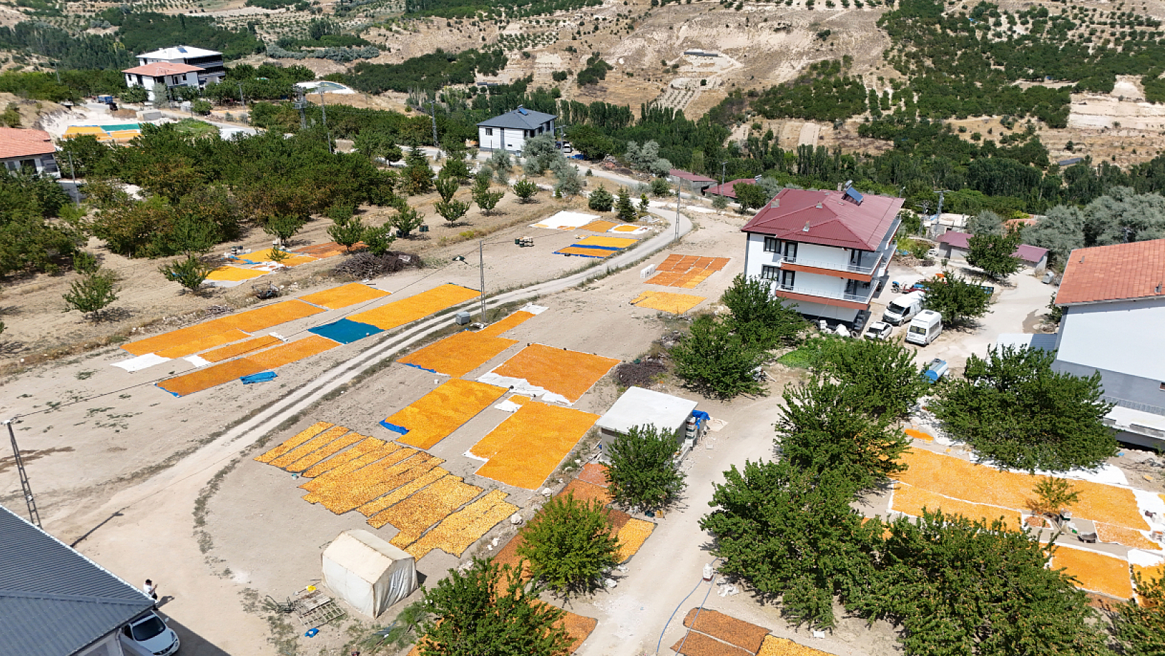 Rakım 1800! Malatya'nın zirvesinde kayısı hasadı yeni başlıyor
