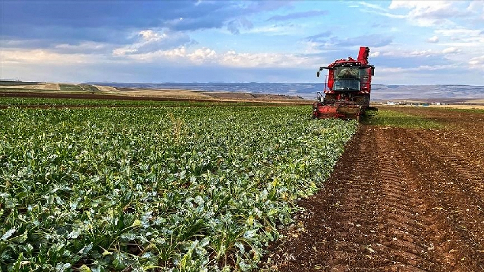 Malatya'da sahte kayısı şoku: İhracat darbe alır