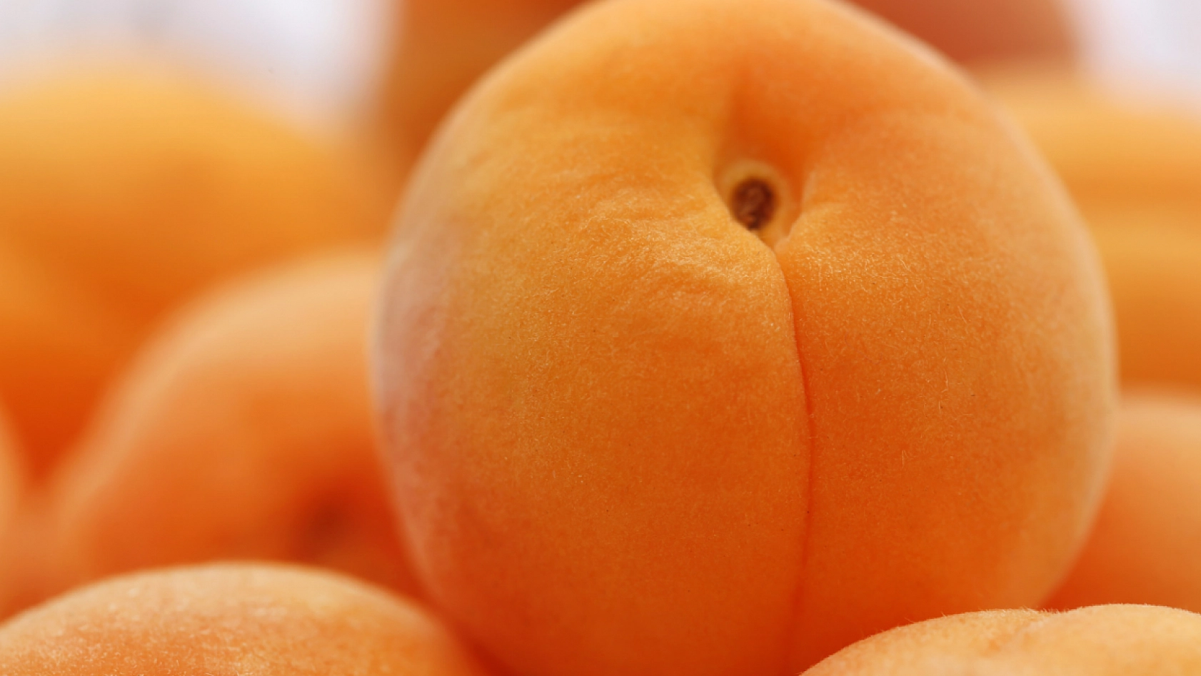 Malatya'da Kayısı Hamlesi: Doluluk Oranı Yüzde 60'a Ulaştı..!