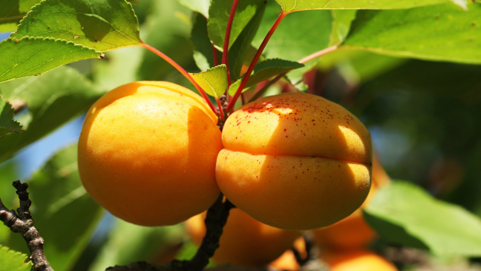 TMO'nun Kayısı Alımı Başladı! Peki Alım Kayısı Fiyatlarını Nasıl Etkileyecek?