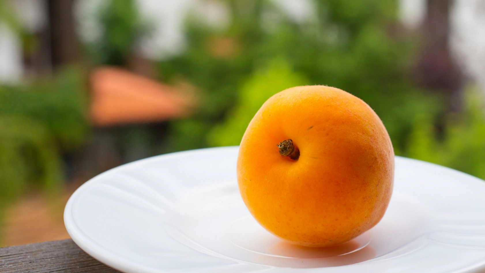 TMO'nun Kayısı Alımı Başladı! Peki Alım Kayısı Fiyatlarını Nasıl Etkileyecek?