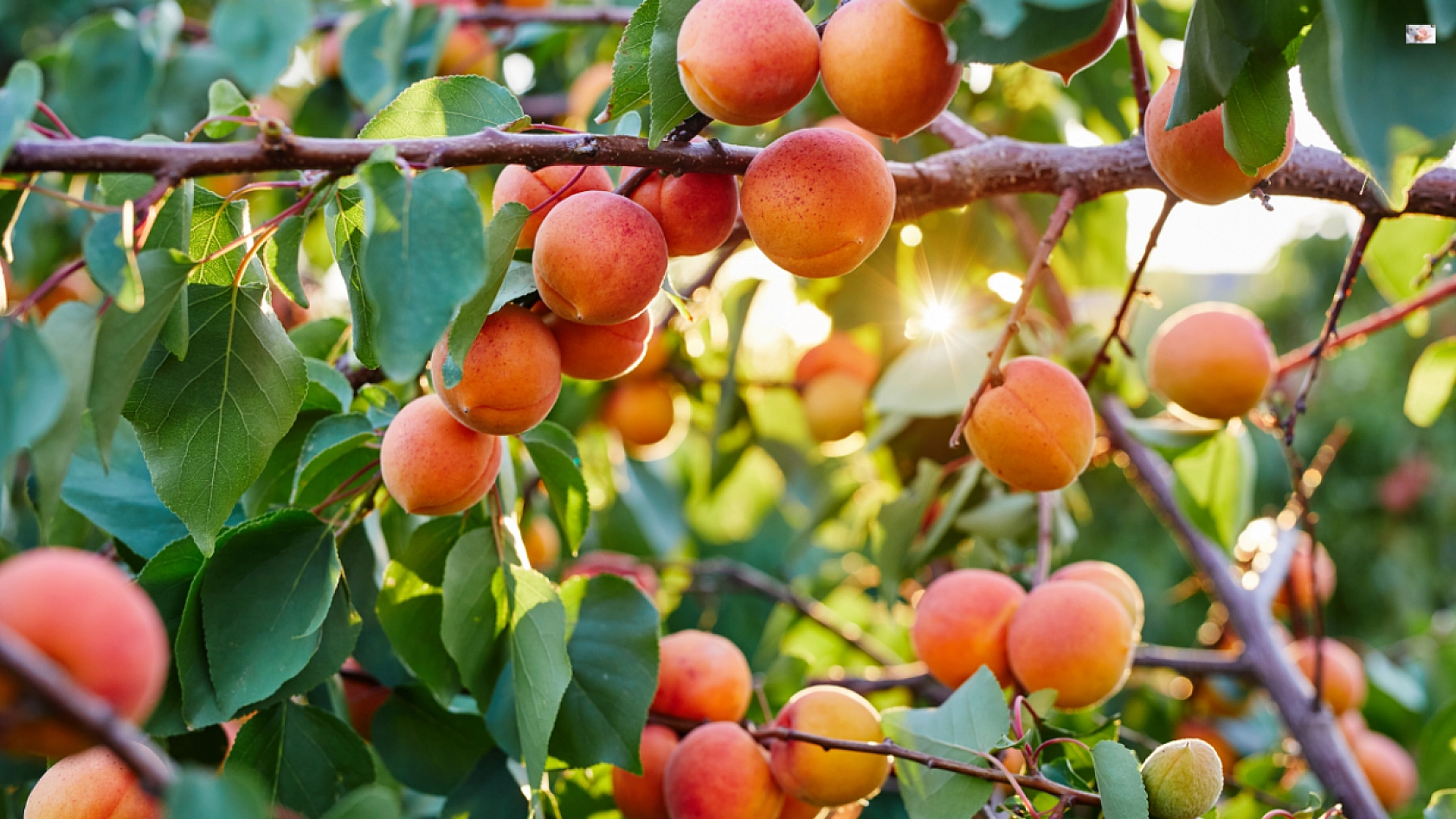 Ünlü Şefler Malatya'nın 'Sarı Altını'nı Öve Öve Bitiremediler...