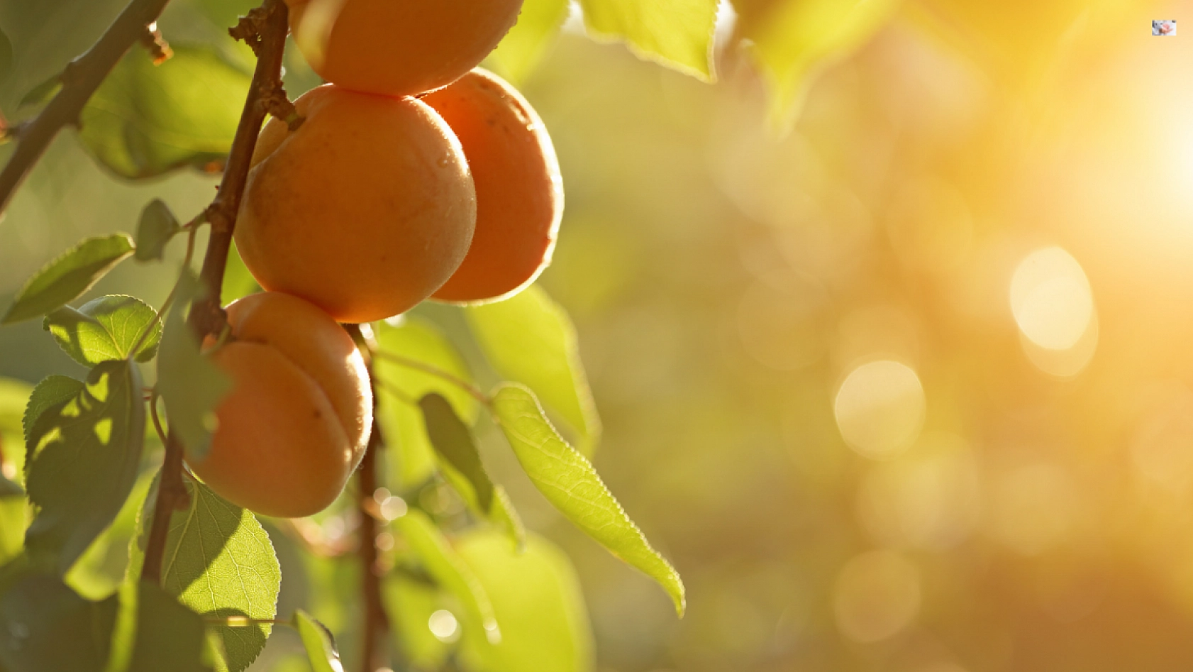 TMO'nun Kayısı Alımı Başladı! Peki Alım Kayısı Fiyatlarını Nasıl Etkileyecek?