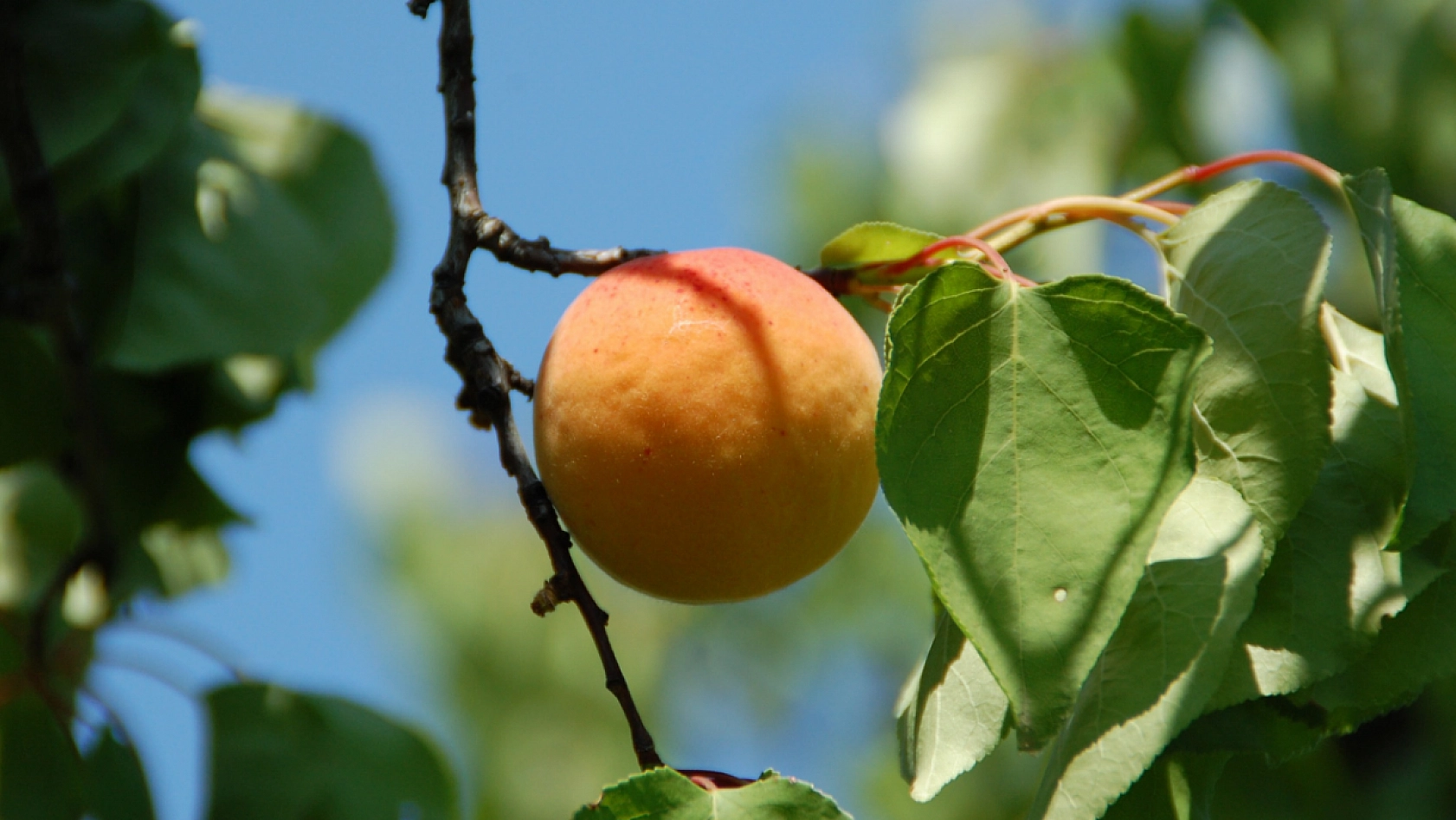 TMO'nun Kayısı Alımı Başladı! Peki Alım Kayısı Fiyatlarını Nasıl Etkileyecek?
