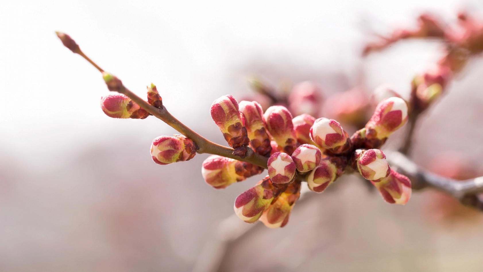 TMO'nun Kayısı Alımı Başladı! Peki Alım Kayısı Fiyatlarını Nasıl Etkileyecek?