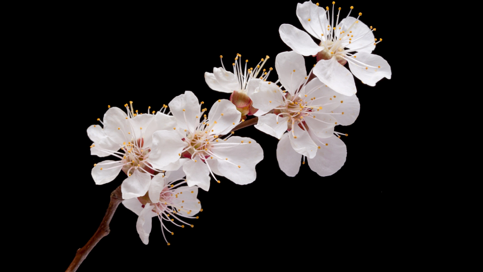 Malatya'da 100, Almanya'da Bin TL: Üretici Zararda, Tüccar Kar Baskınında!