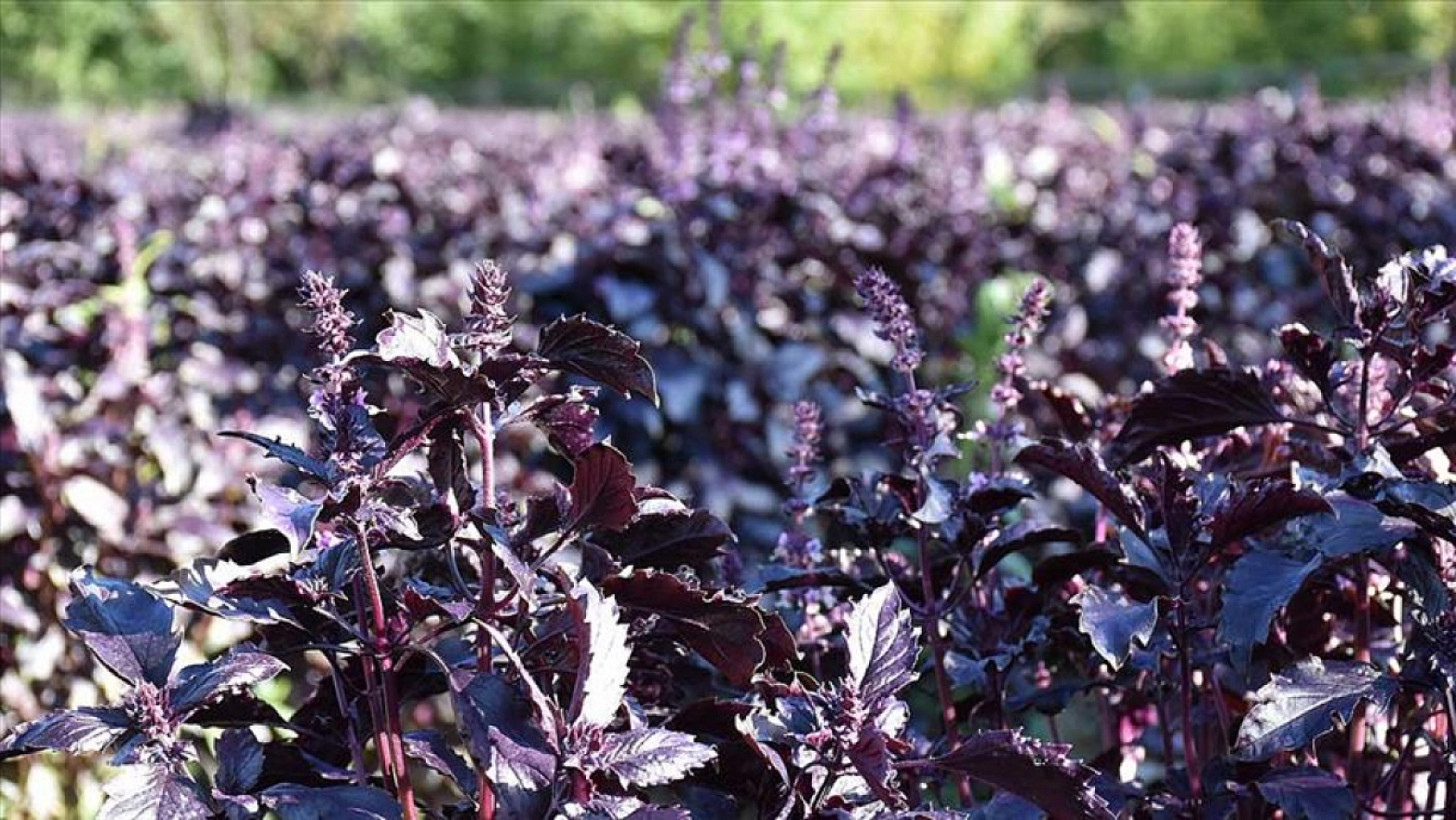 Elazığ ve Diyarbakır'ın ilçesiydi! Artık Malatya'nın gözbebeği... 