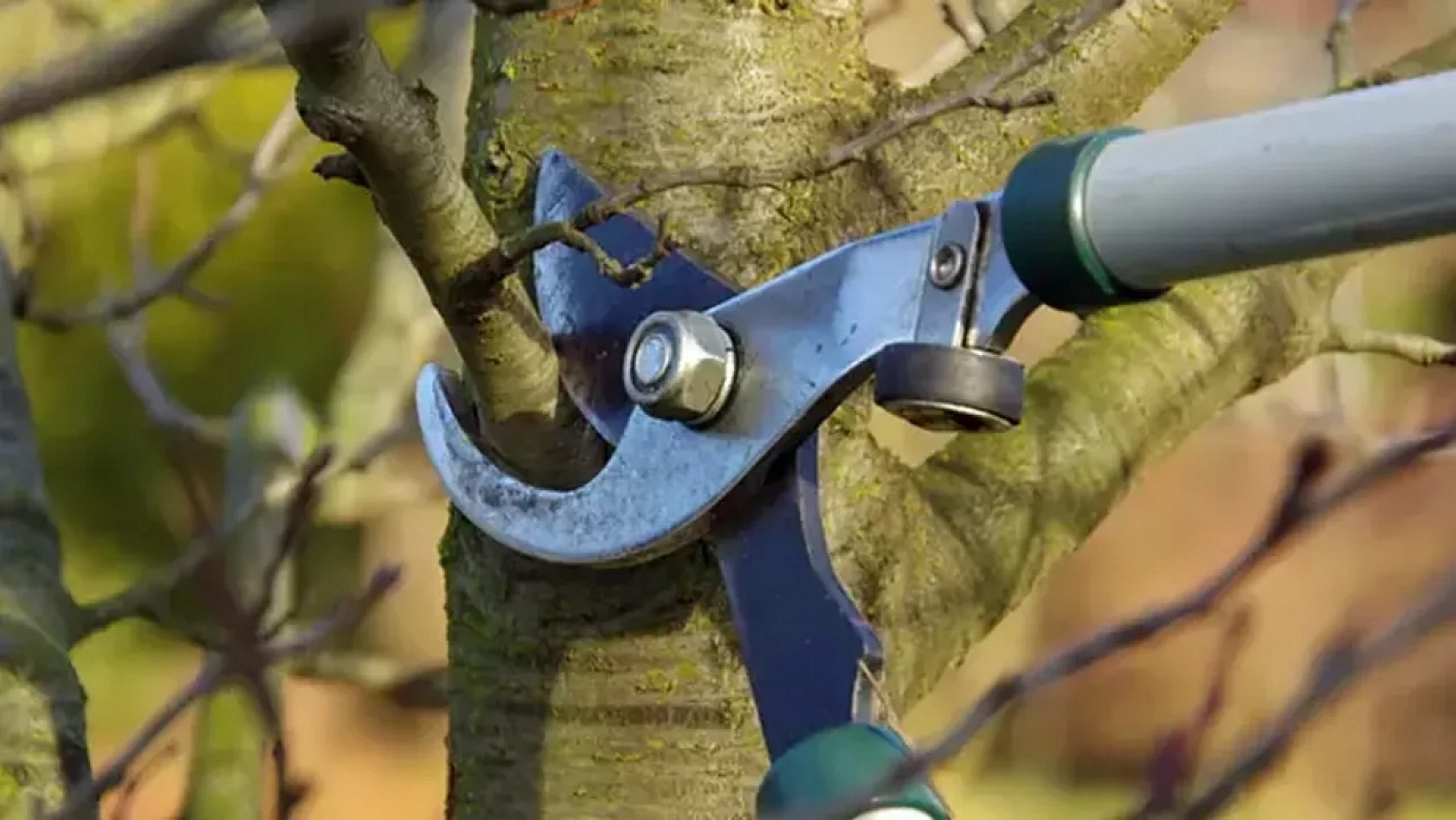 Üreticiler Uyarıldı: Kayısı Ağaçları İçin Tam Zamanı!