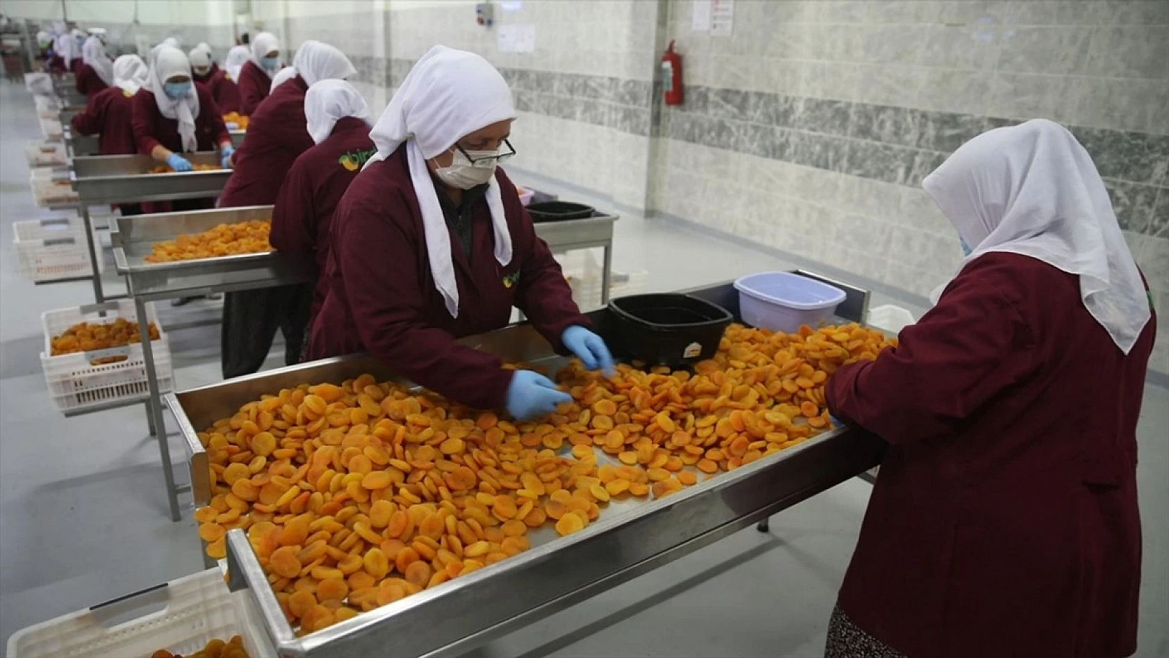 Malatya Kayısısı Tehlikede: Avrupa'dan Geri Gönderiliyor!