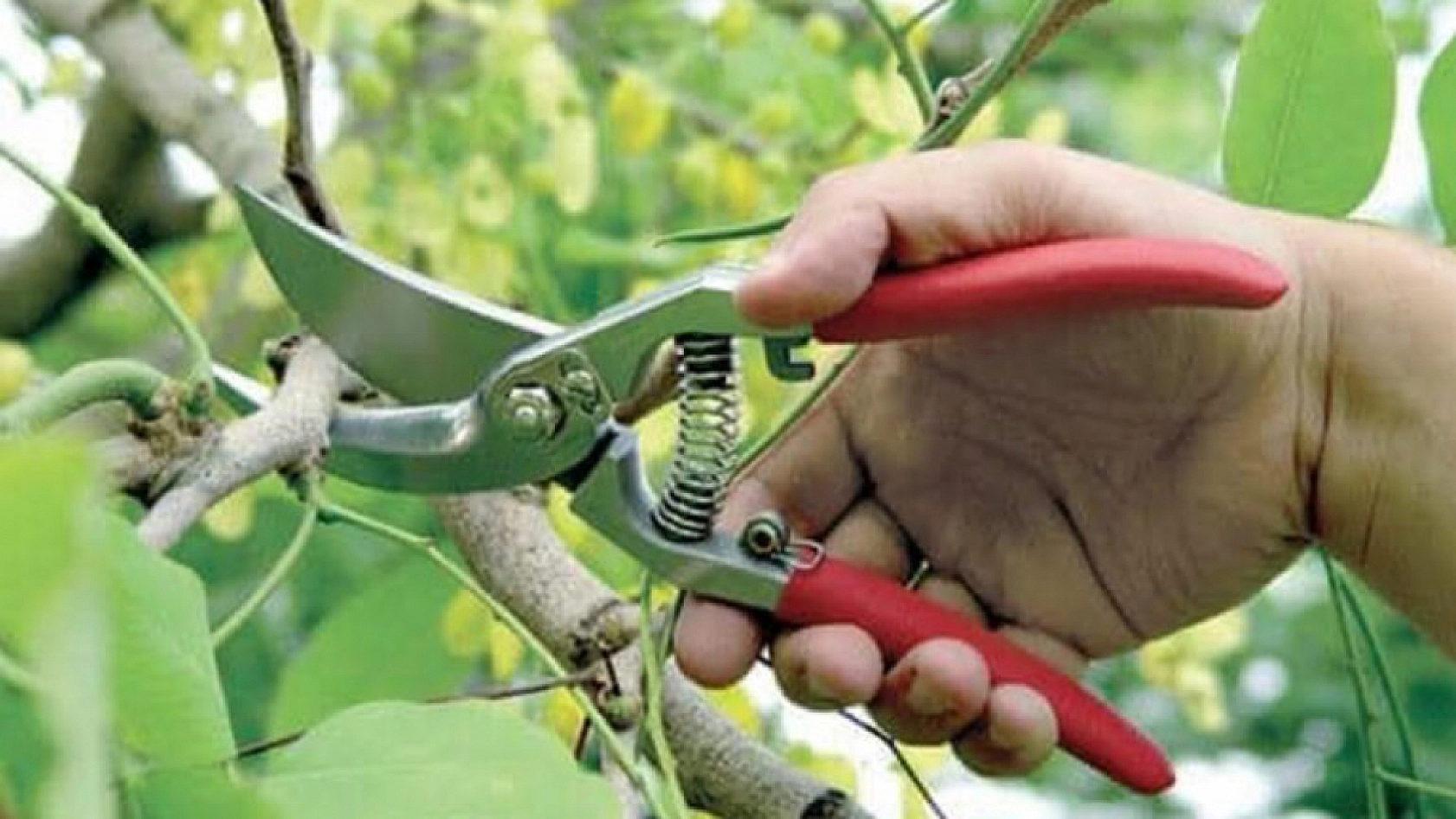 Üreticiler Uyarıldı: Kayısı Ağaçları İçin Tam Zamanı!