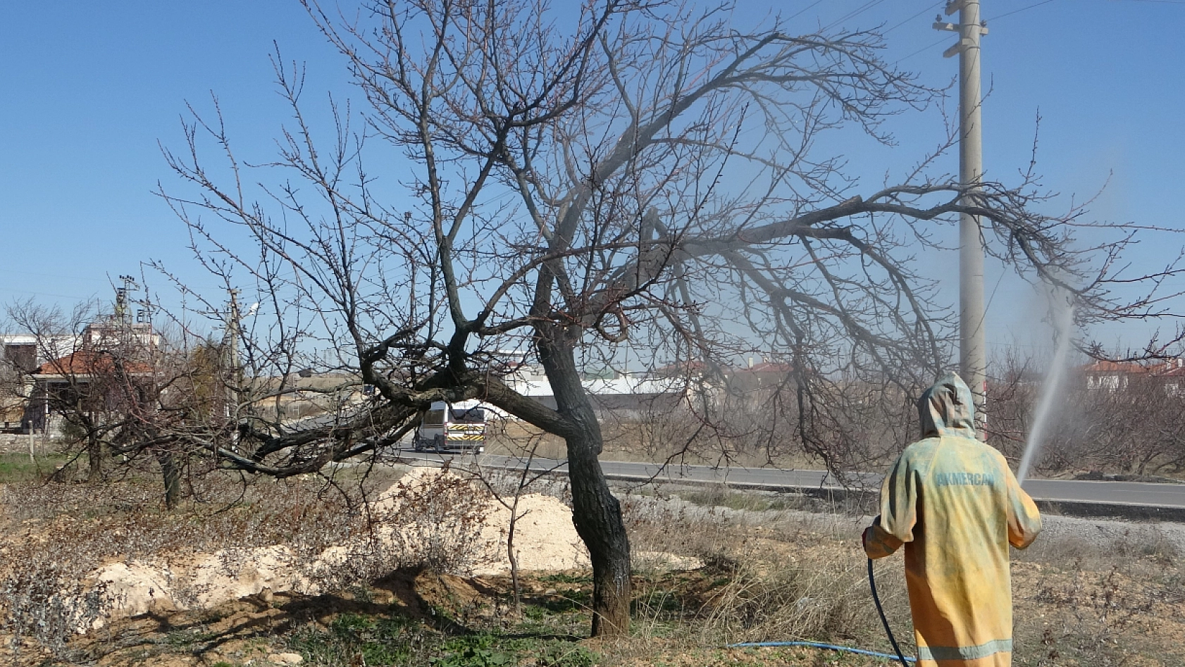 Kayısılar erken tomurcuklandı! Üreticiler ilaçlamaya başladı..!