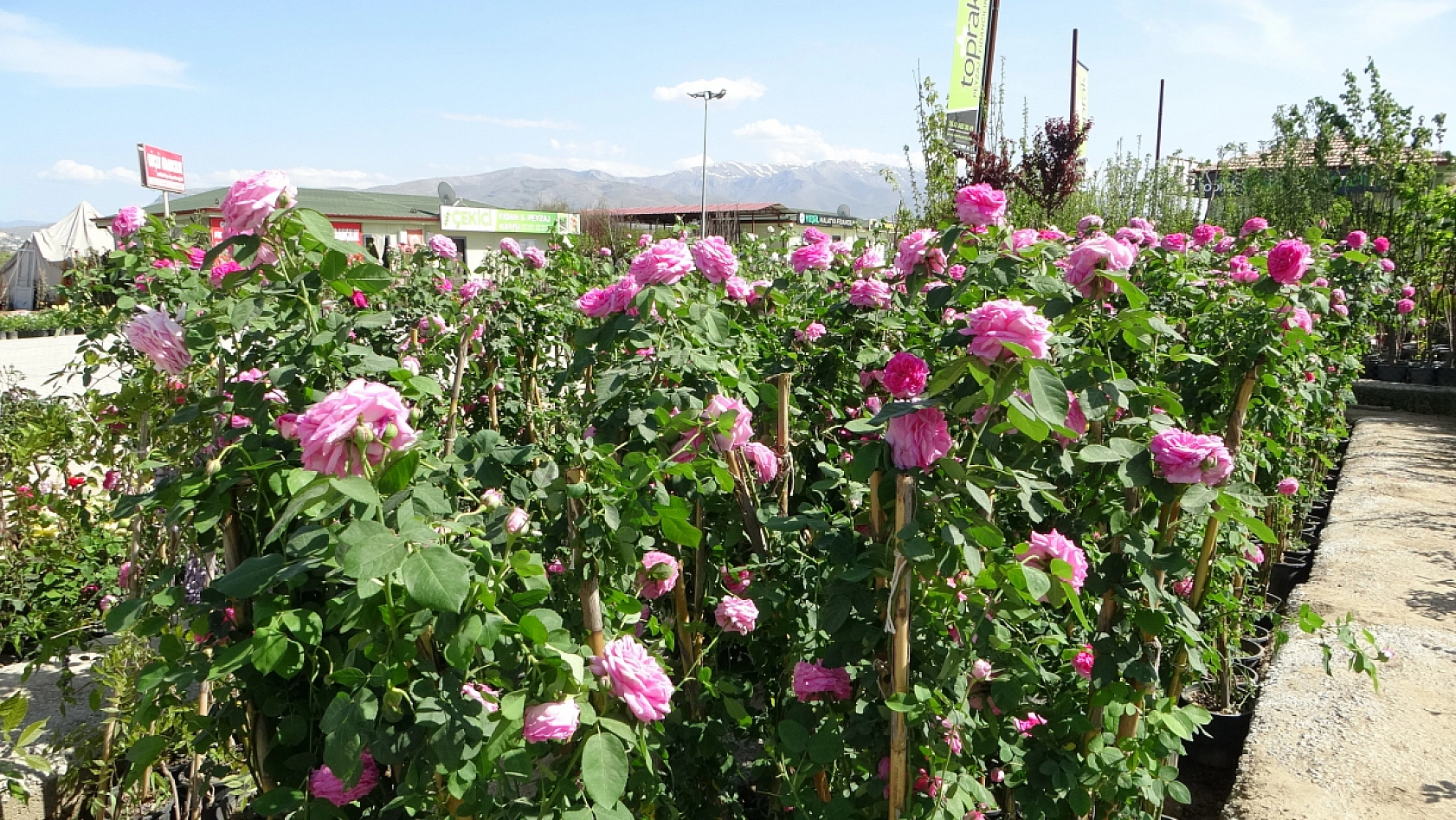 İzmir'den getiriliyor! Malatya'da satılıyor..!