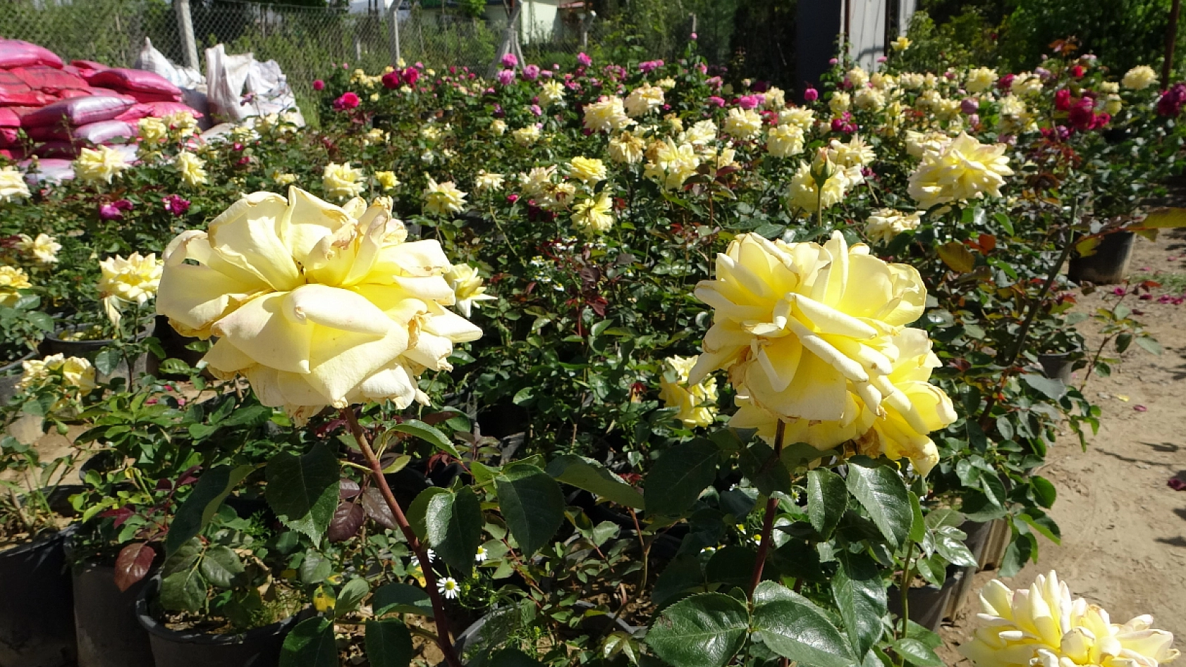 İzmir'den getiriliyor! Malatya'da satılıyor..!