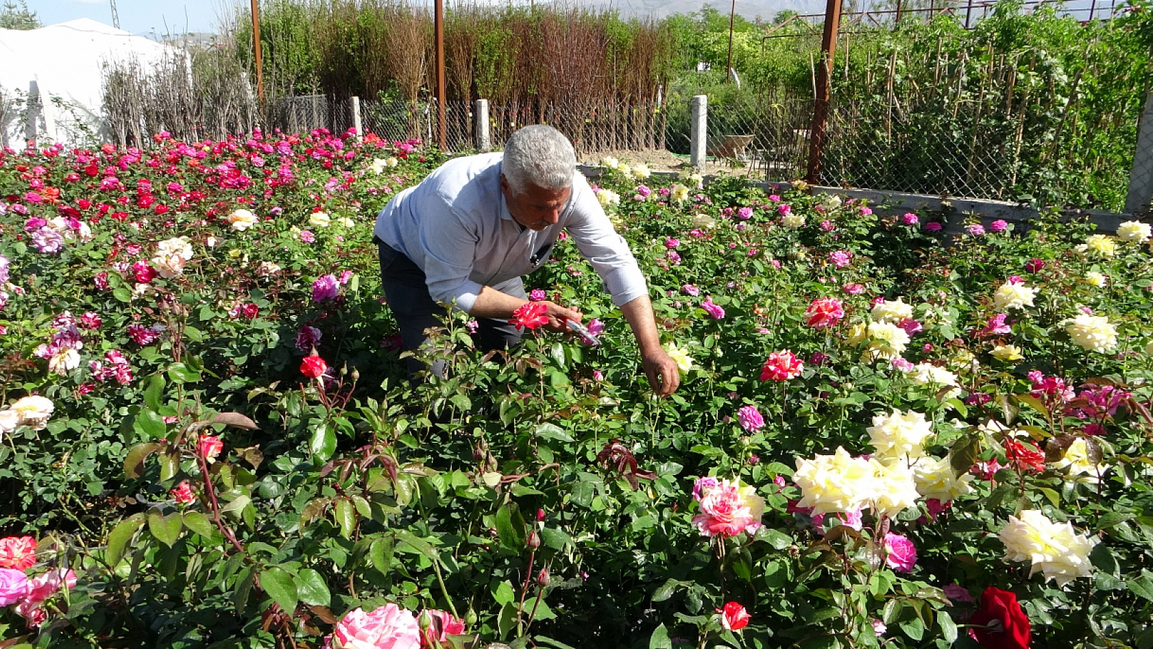 İzmir'den getiriliyor! Malatya'da satılıyor..!