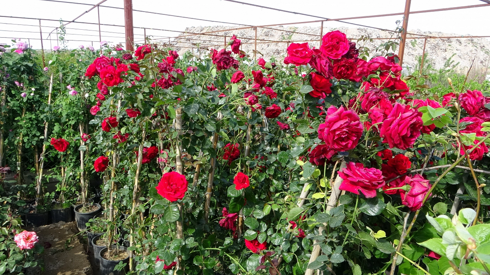 İzmir'den getiriliyor! Malatya'da satılıyor..!