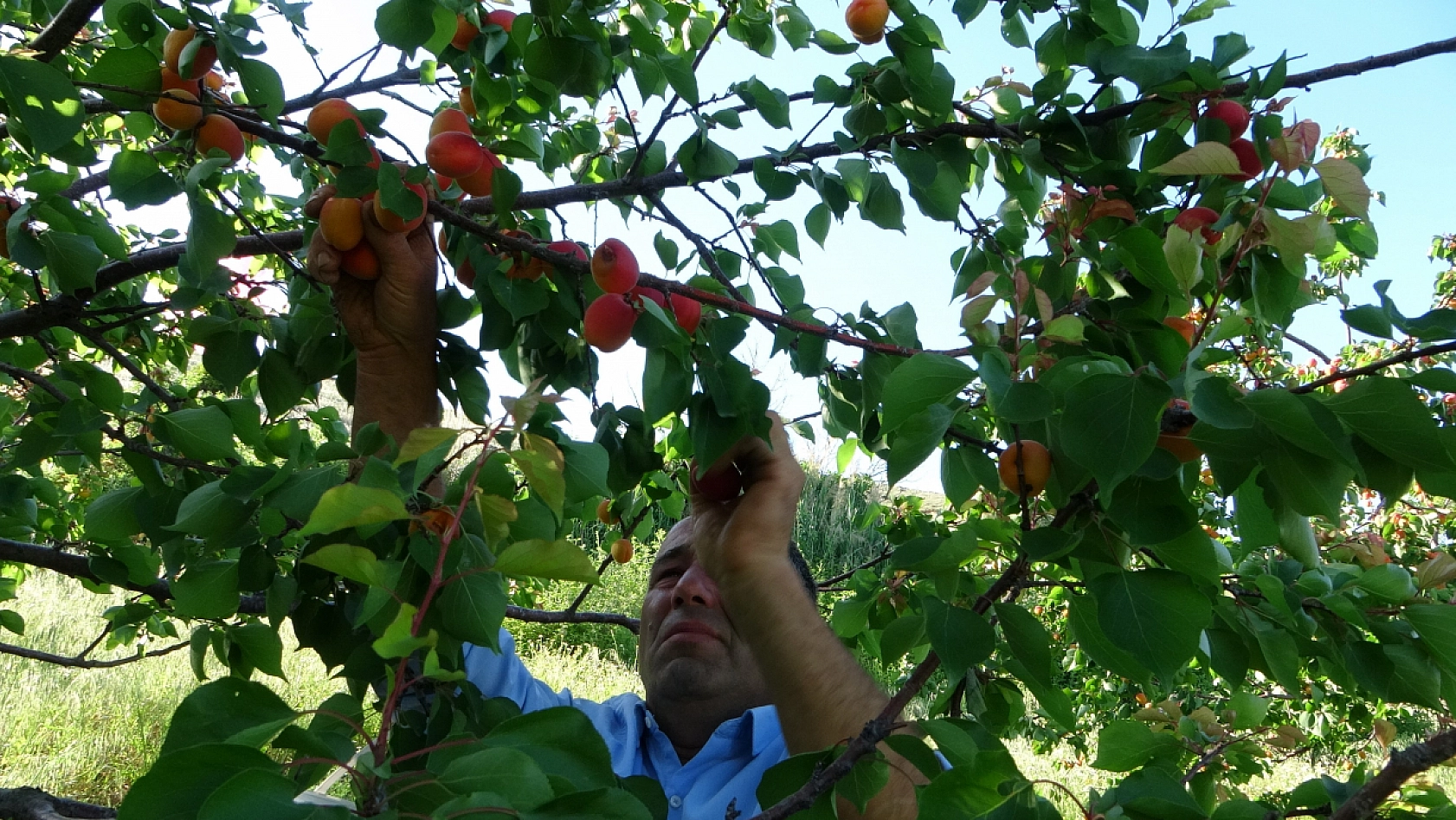 16 Çeşit Kayısı Üzerinde Denendi! '15 Yılın Sonunda Erken Hasat Sevindirdi'