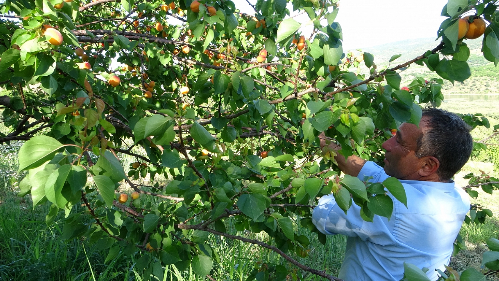 16 Çeşit Kayısı Üzerinde Denendi! '15 Yılın Sonunda Erken Hasat Sevindirdi'