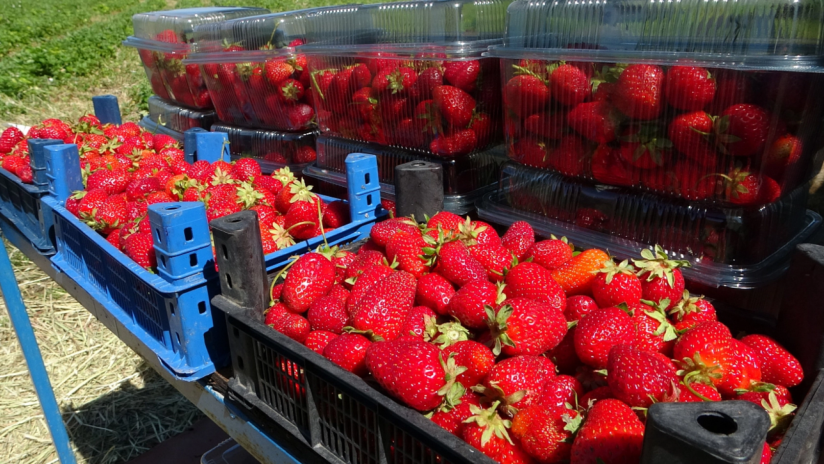 Malatya'da 'kırmızı elmas' hasadı başladı! Tarlada 50 TL!