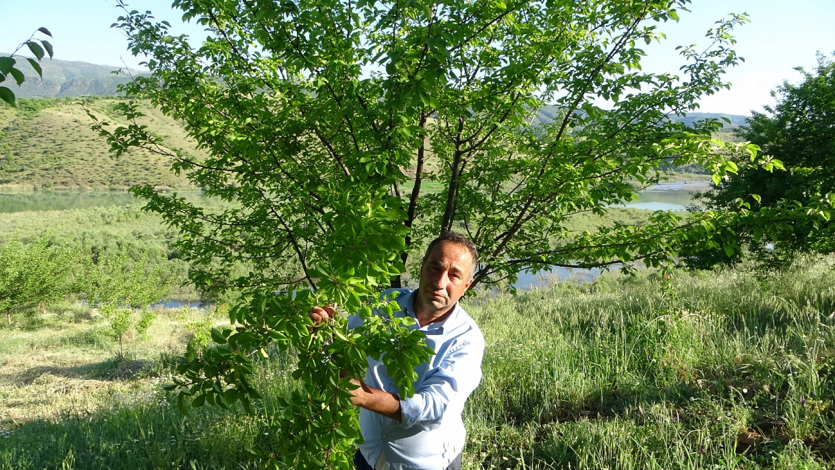 Türkiye'de Bir İlk: Malatya'da Erik Ağacında Kayısı Yetişti!