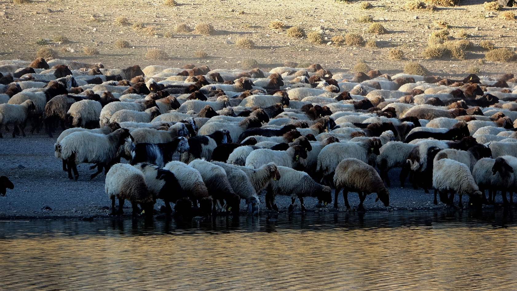 Nemrut Kalderası'nda Sürülerden Kartpostallık Su Yolculuğu