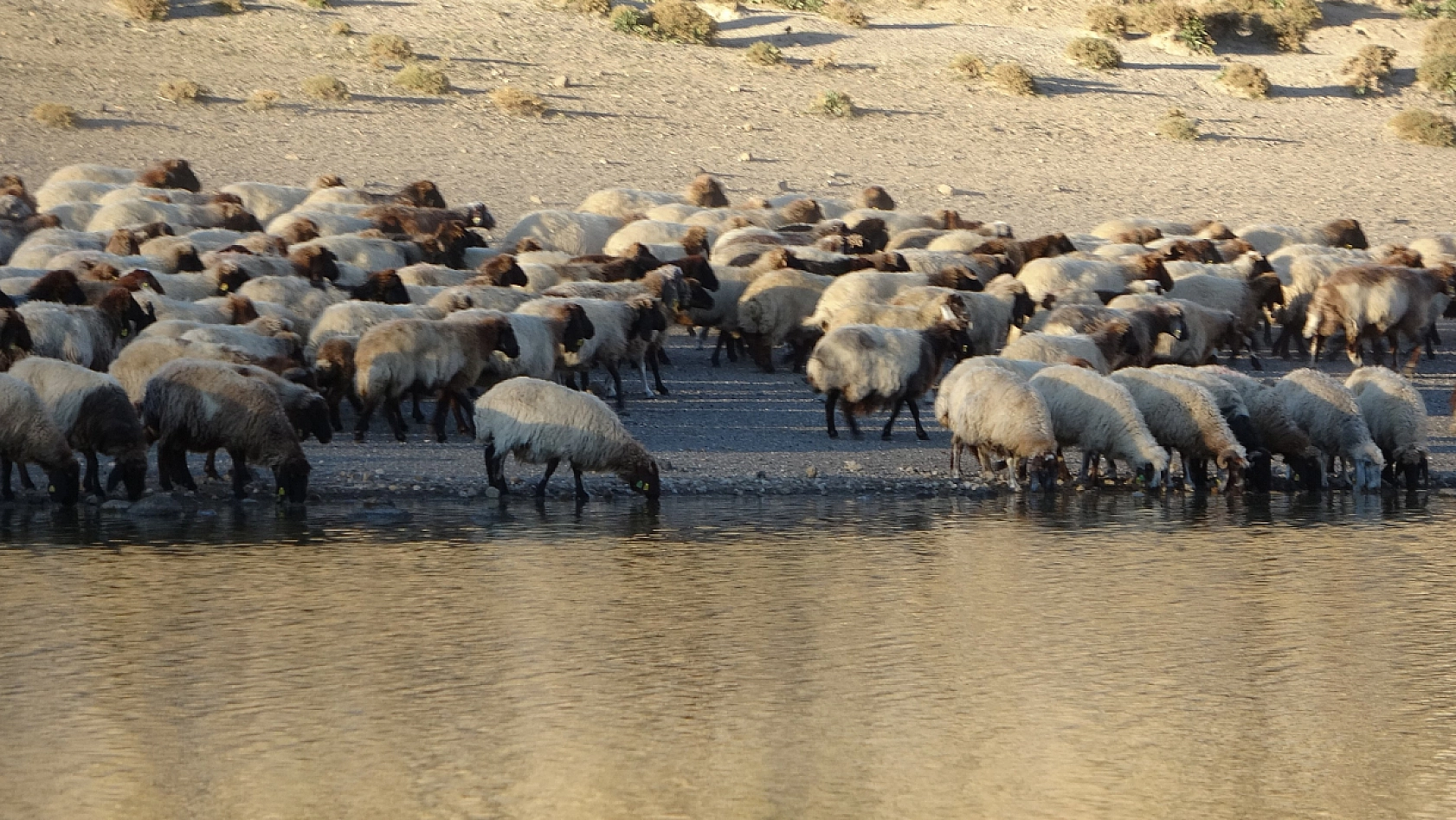 Nemrut Kalderası'nda Sürülerden Kartpostallık Su Yolculuğu