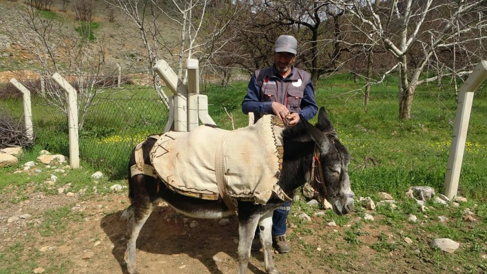 Malatya'da eşekler azalıyor! Bayram Amca Kadife'ye gözü gibi bakıyor...