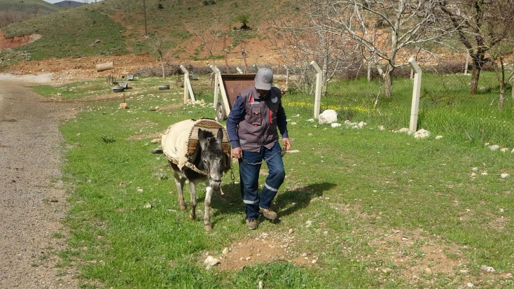 Malatya'da eşekler azalıyor! Bayram Amca Kadife'ye gözü gibi bakıyor...