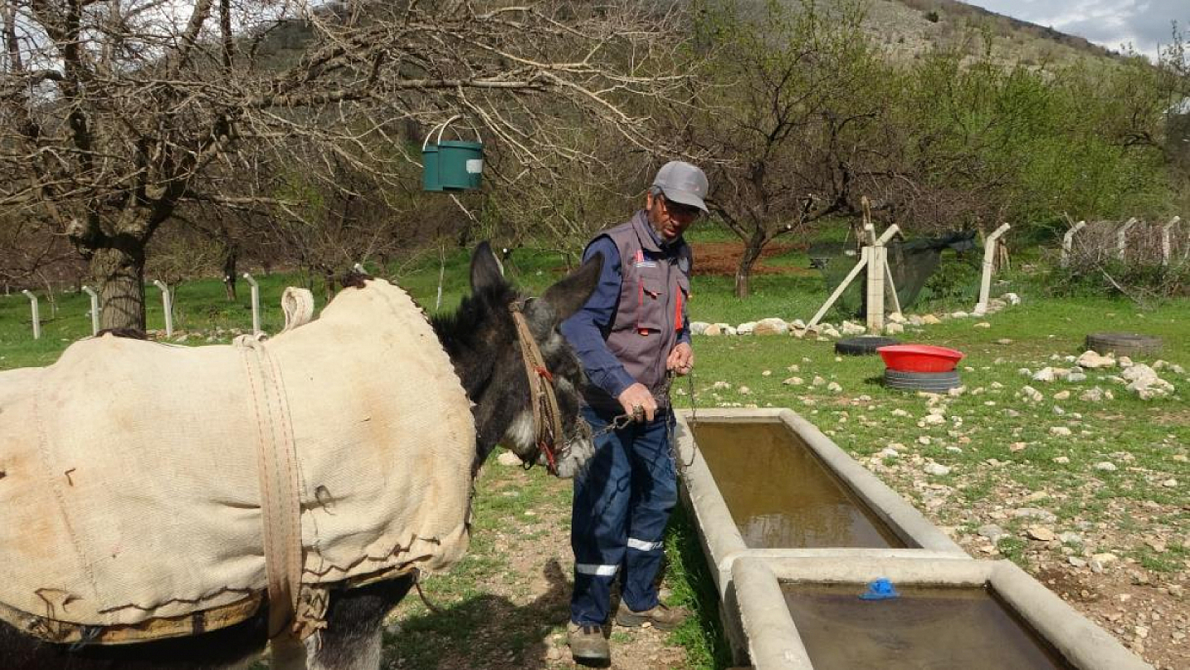 Malatya'da eşekler azalıyor! Bayram Amca Kadife'ye gözü gibi bakıyor...