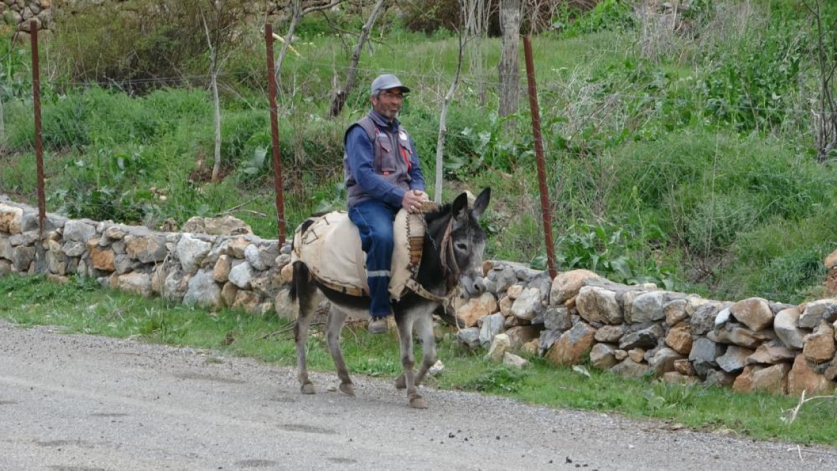 Malatya'da eşekler azalıyor! Bayram Amca Kadife'ye gözü gibi bakıyor...
