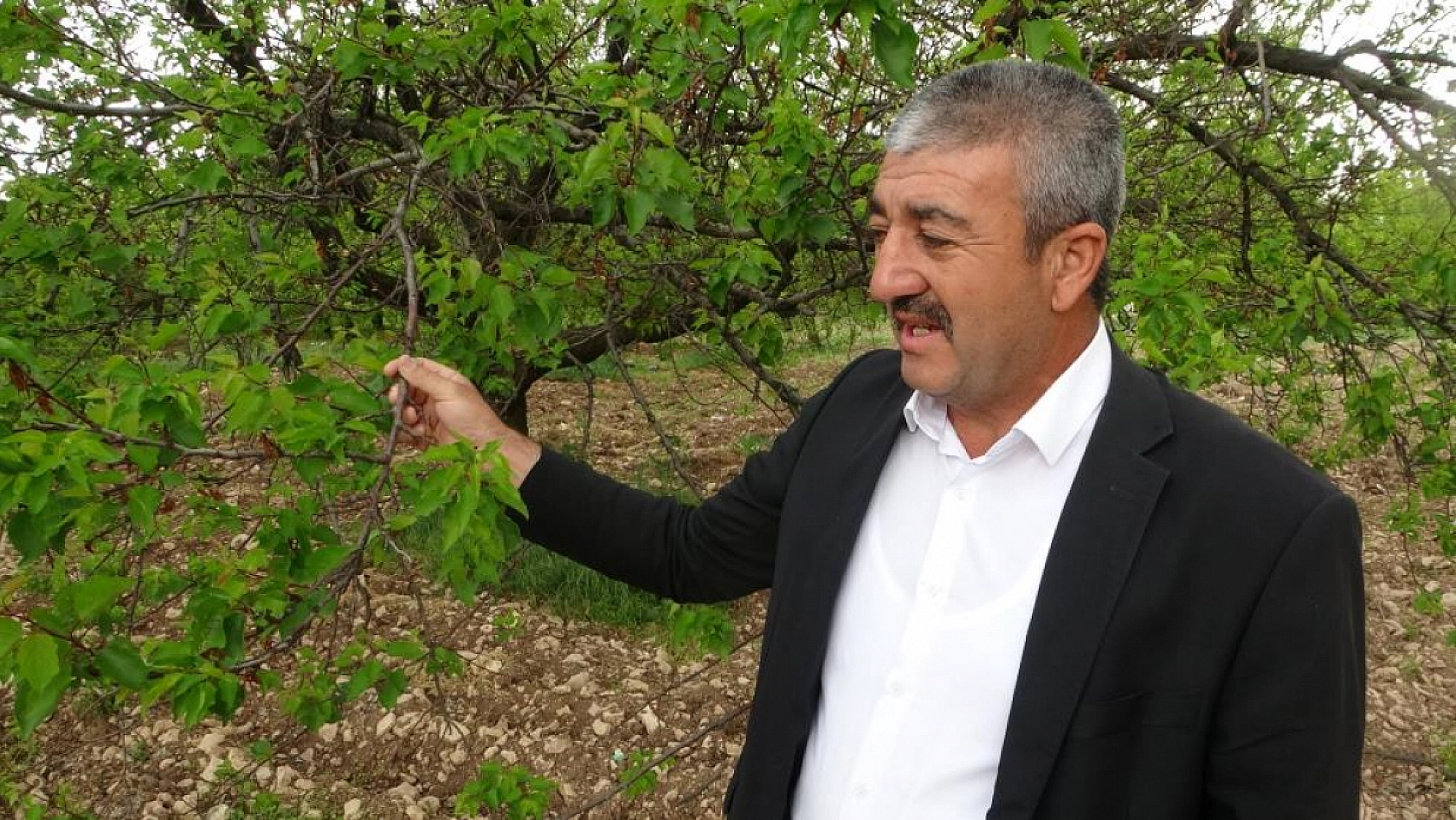 Malatya'da kayısı ağaçları küllerinden doğdu: Üreticiler umutlandı!