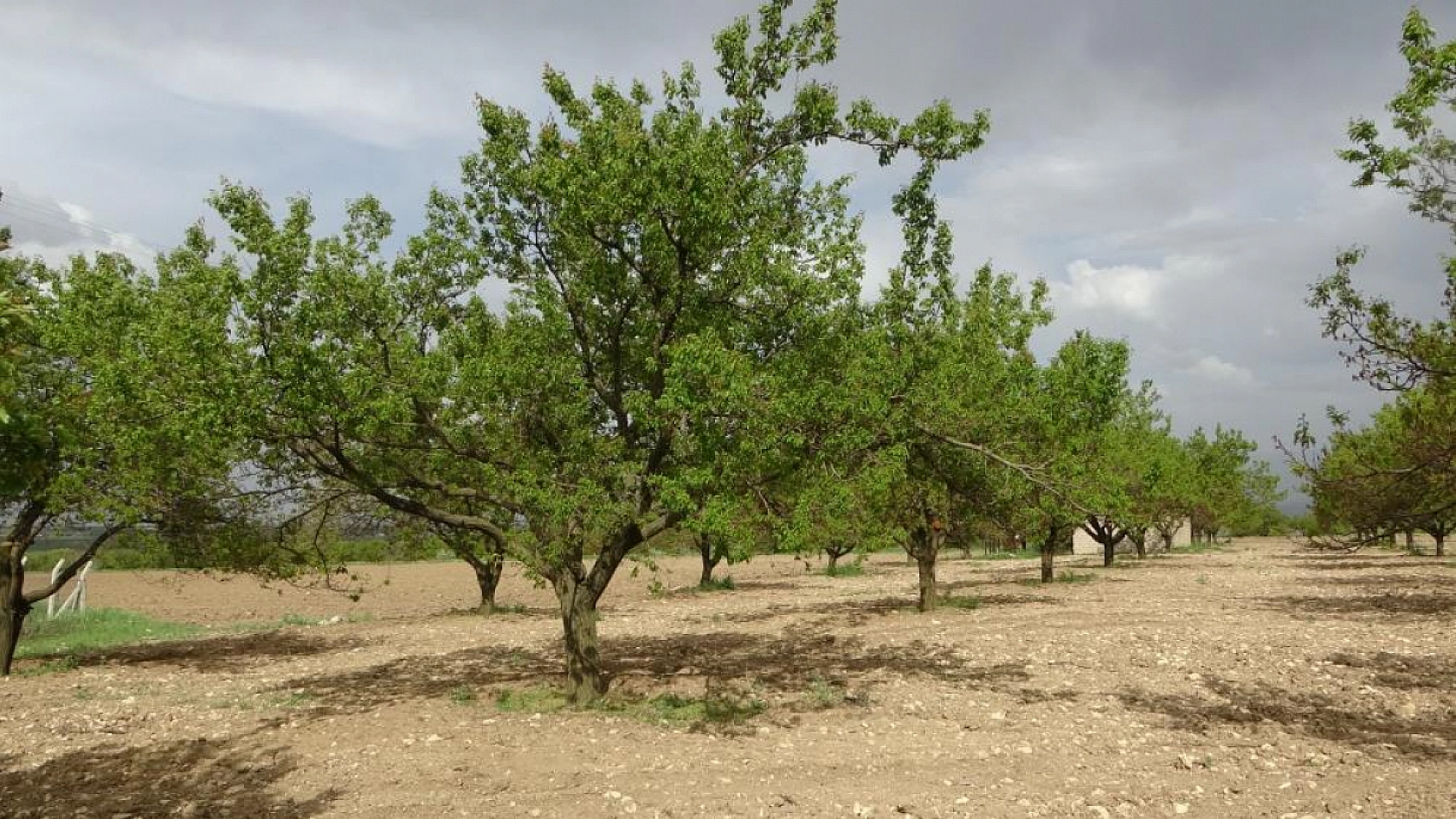 Malatya'da kayısı ağaçları küllerinden doğdu: Üreticiler umutlandı!