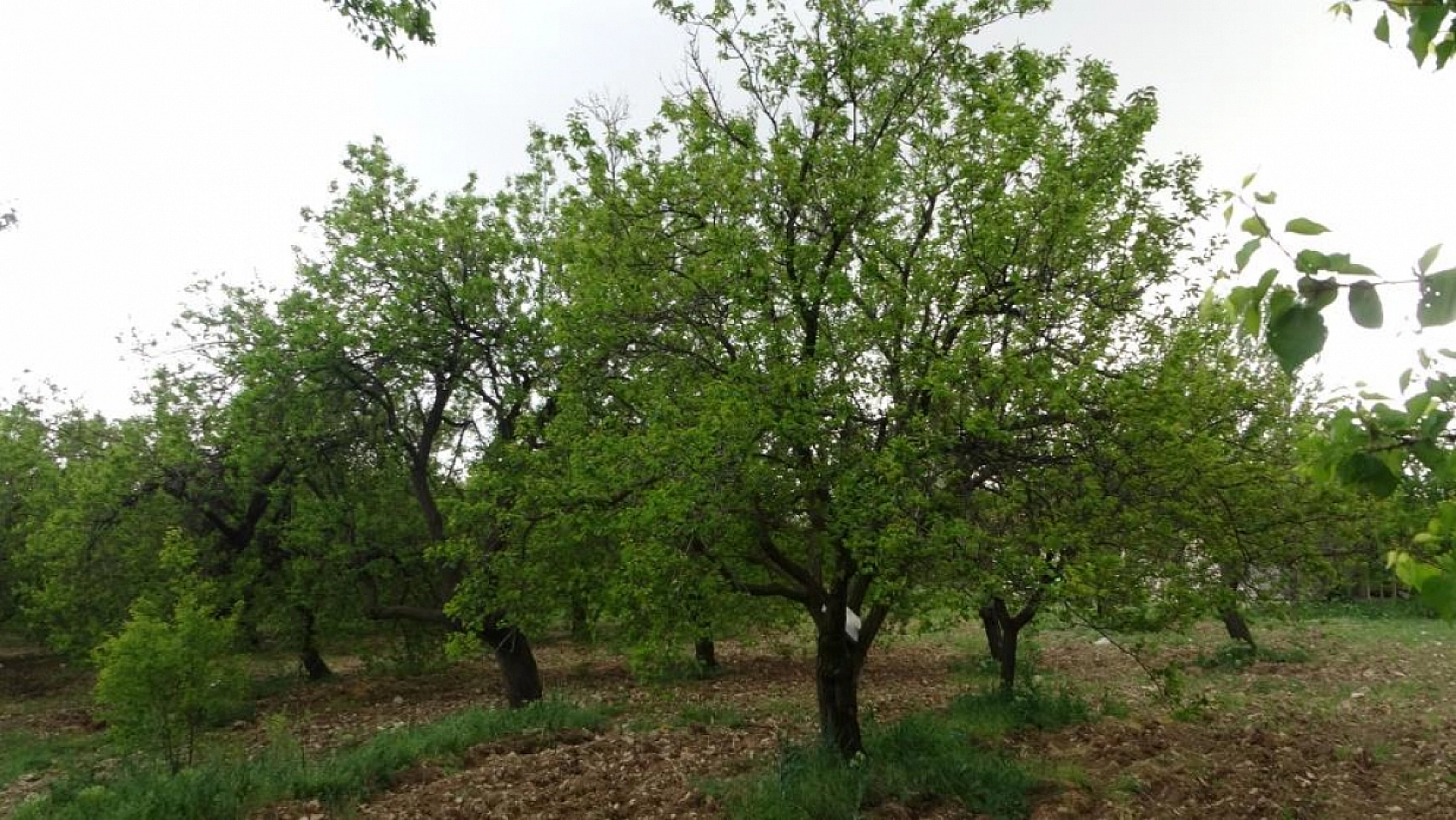 Malatya'da kayısı ağaçları küllerinden doğdu: Üreticiler umutlandı!