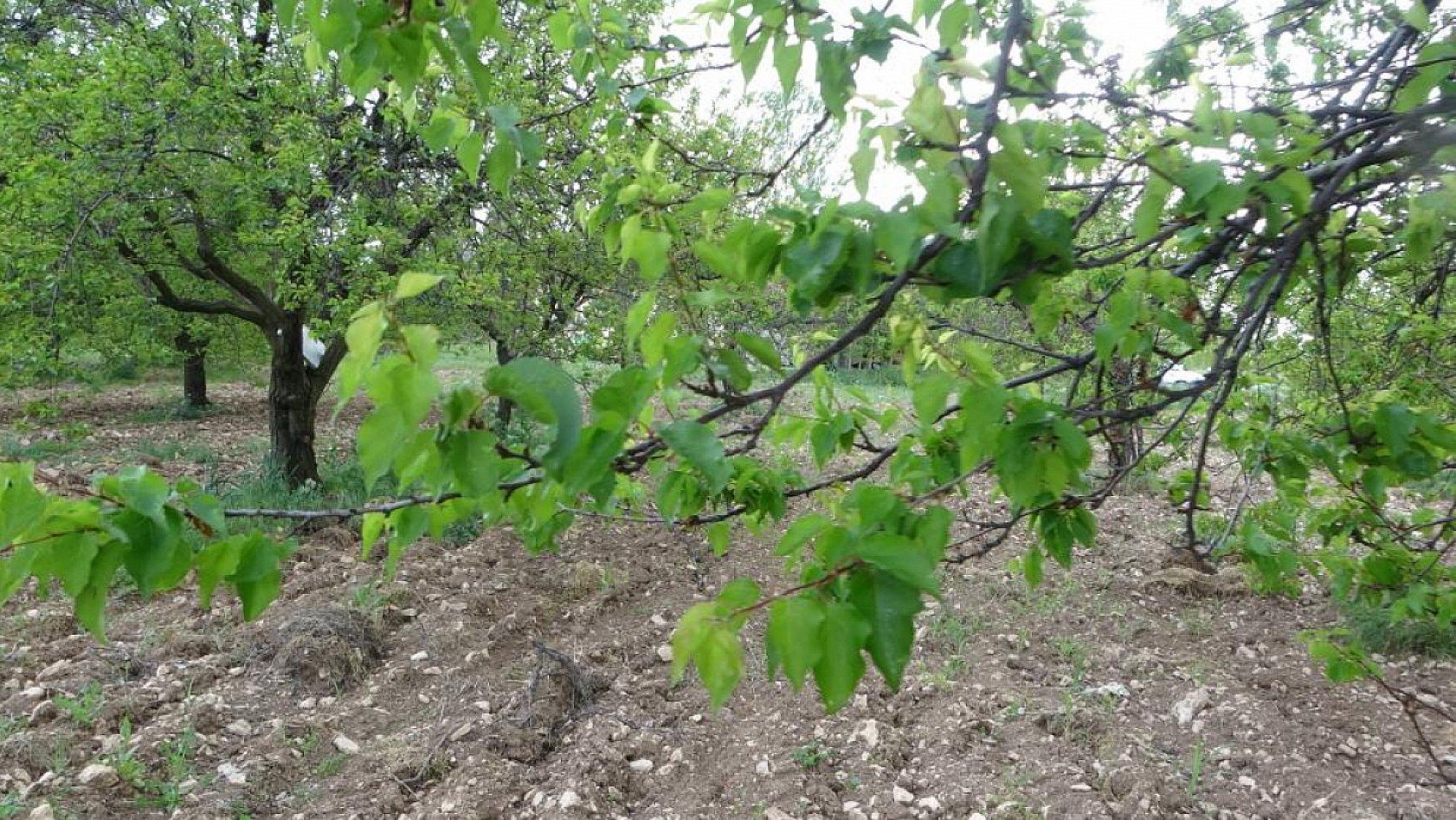 Malatya'da kayısı ağaçları küllerinden doğdu: Üreticiler umutlandı!