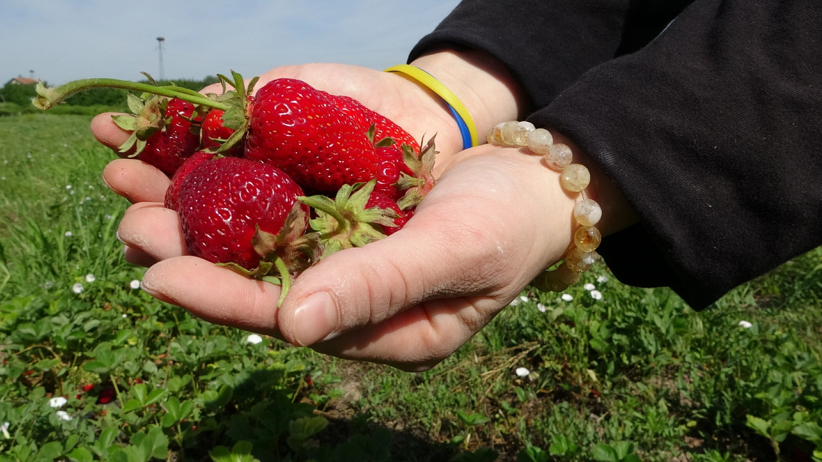 Malatyalı çiftçinin yüzü güldü: Dondan etkilenmeyen tek ürünün hasadına başlandı