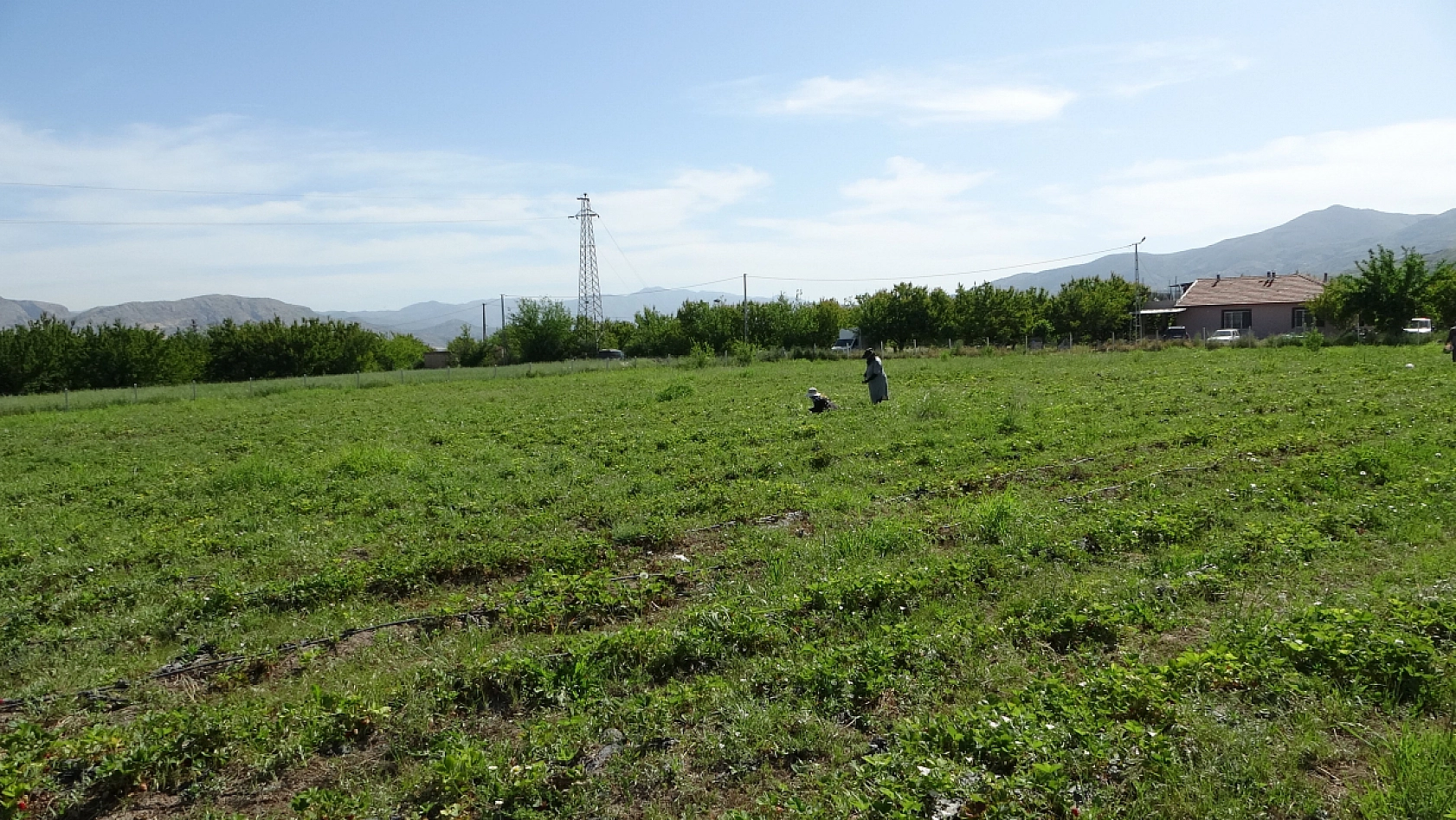 Malatyalı çiftçinin yüzü güldü: Dondan etkilenmeyen tek ürünün hasadına başlandı