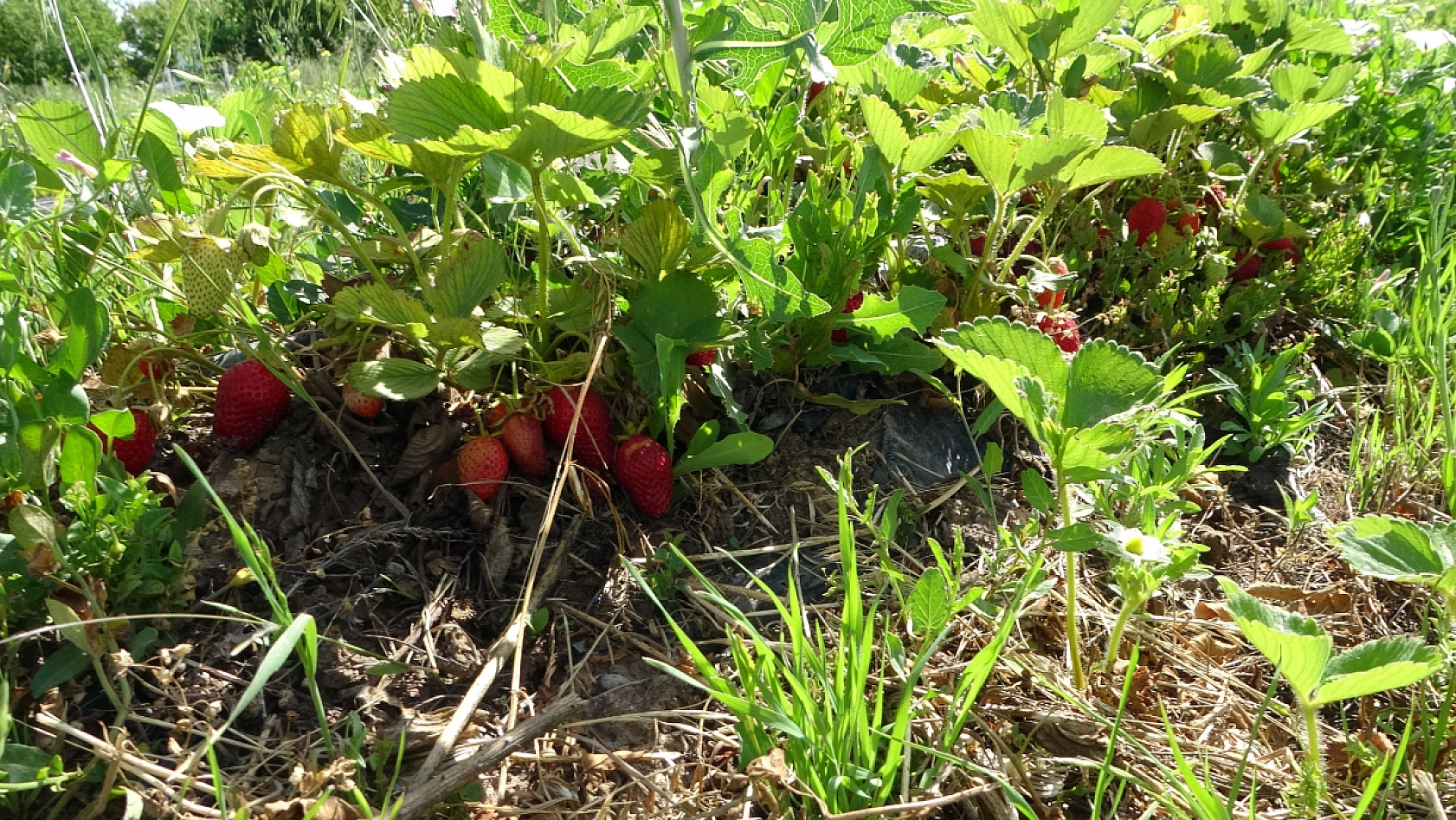 Malatyalı çiftçinin yüzü güldü: Dondan etkilenmeyen tek ürünün hasadına başlandı