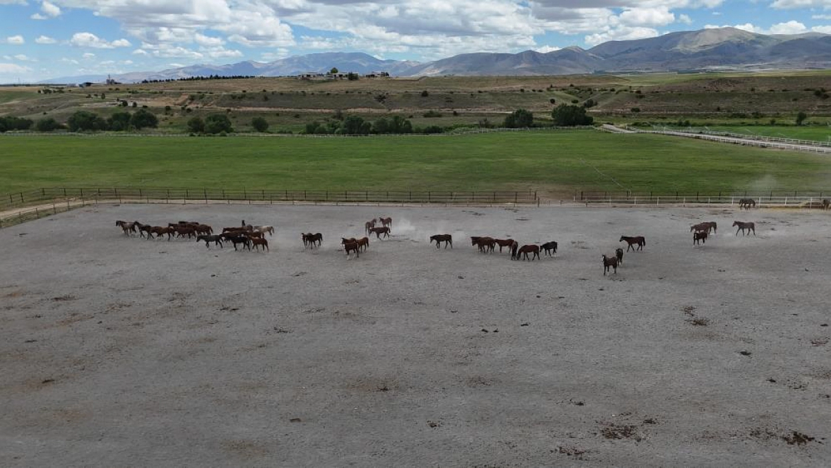 124 Arap tayı açık artırmayla satışa sunulacak!